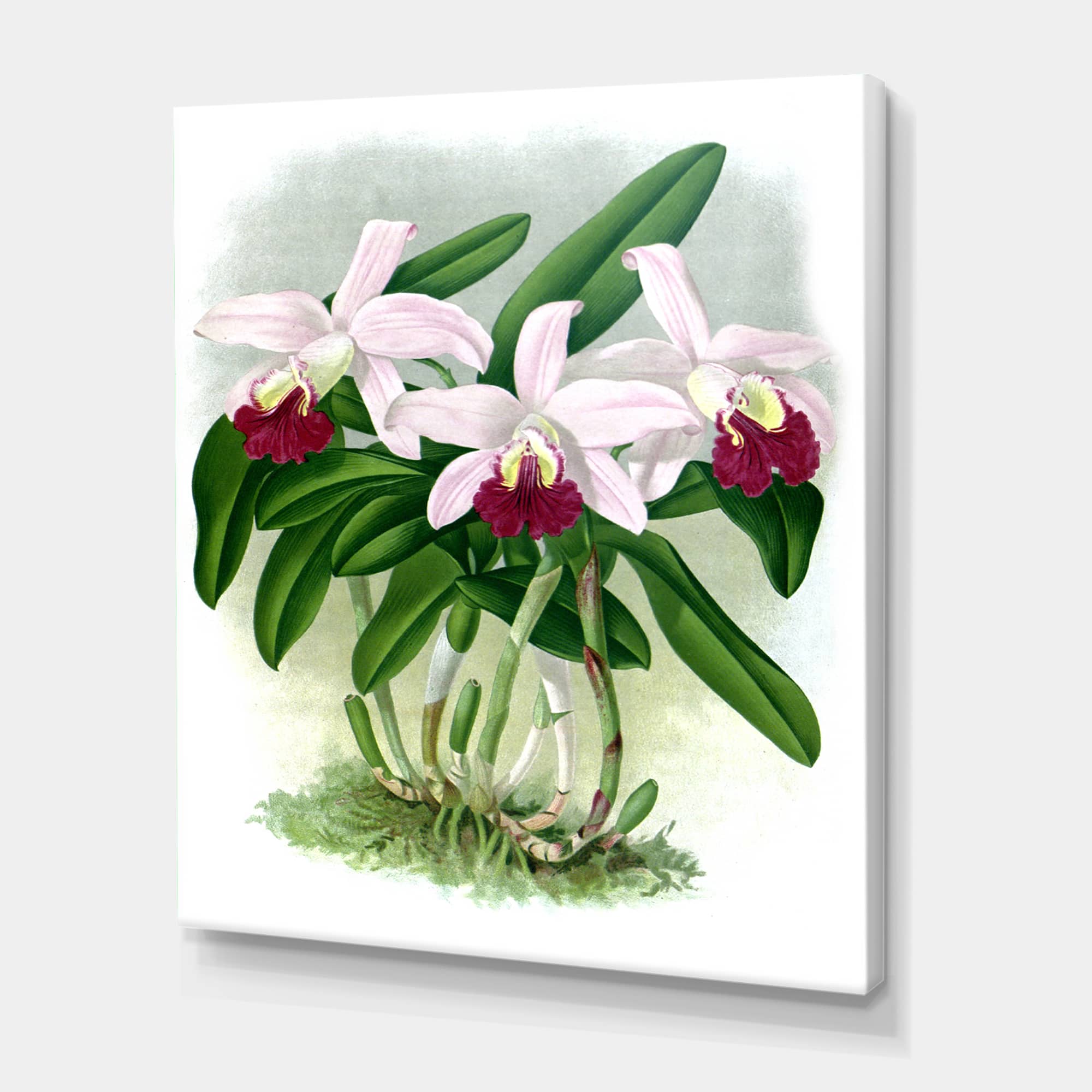 Designart - Vintage White Orchid Flower I - Traditional Canvas Wall Art Print