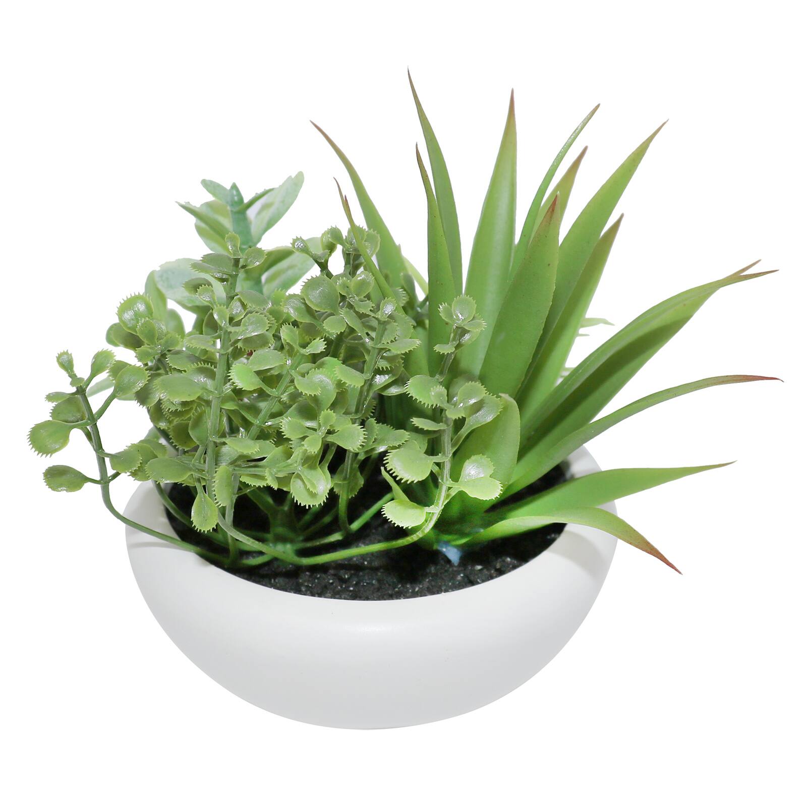 5&#x22; Succulent &#x26; Boxwood Mix in White Planter by Ashland&#xAE;
