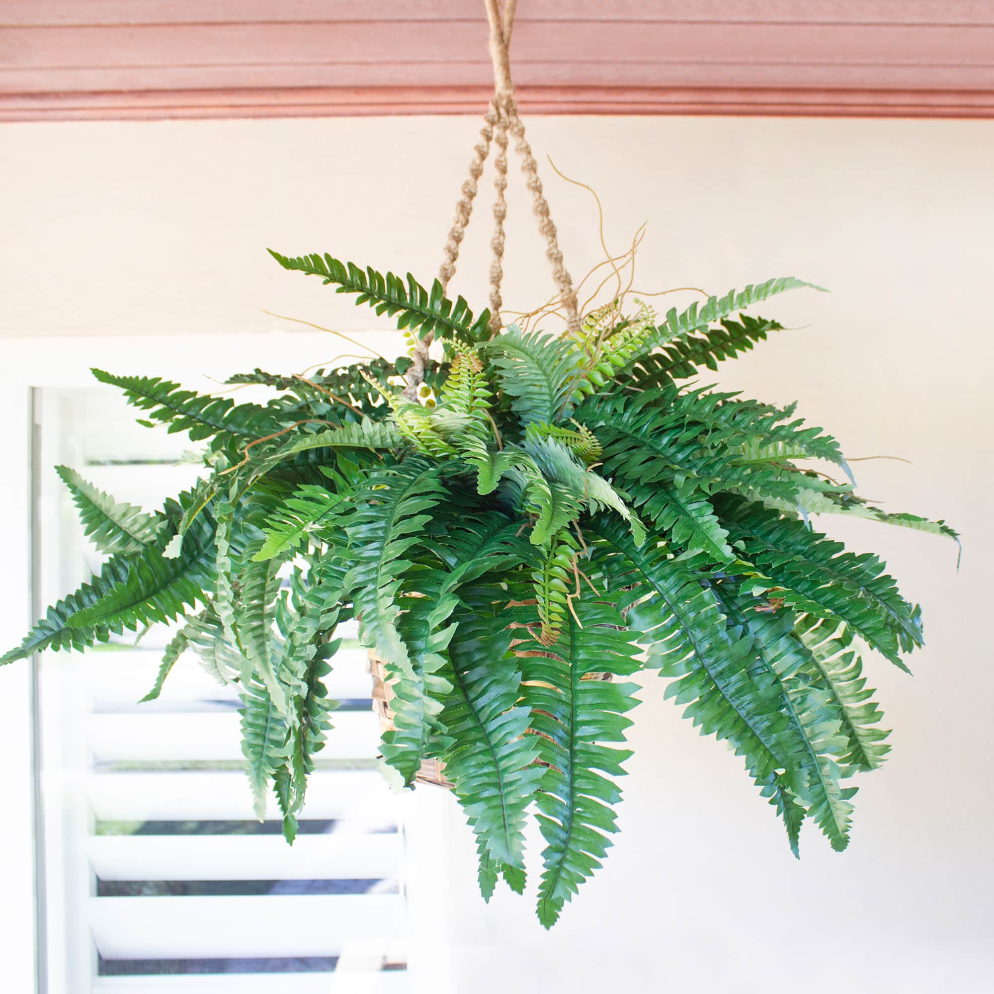 29&#x22; Boston Fern in Hanging Basket