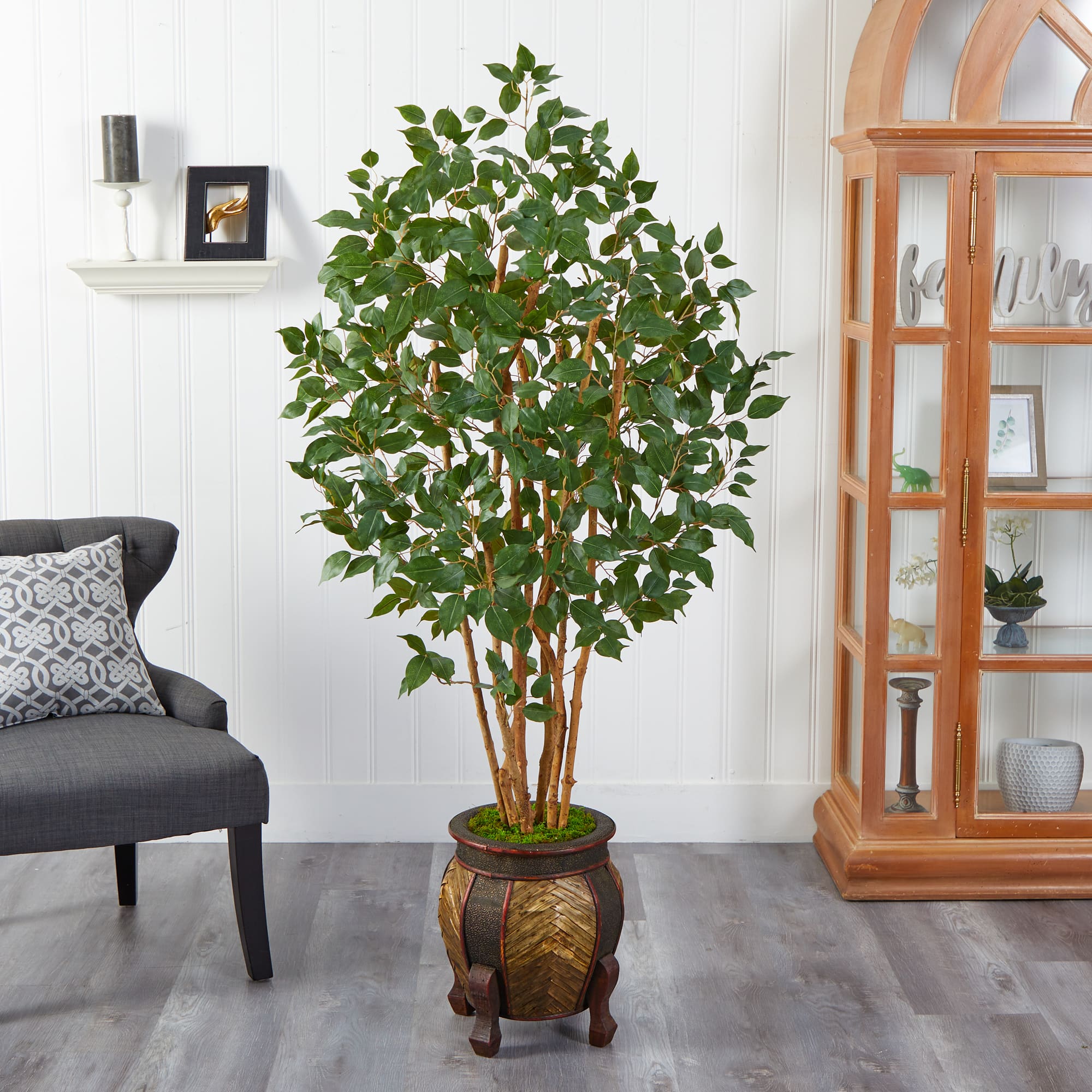 5.5ft. Bushy Ficus Tree in Decorative Planter
