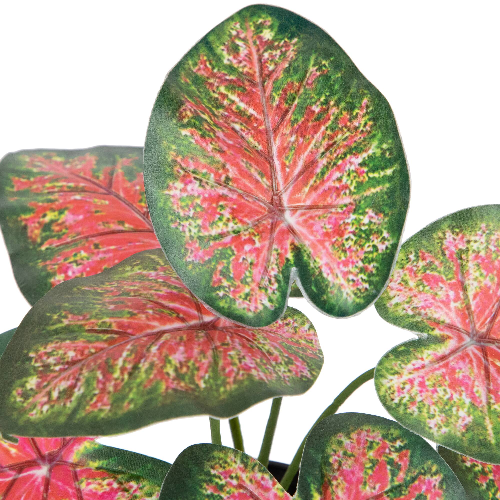 8" Potted Rohdea Plant