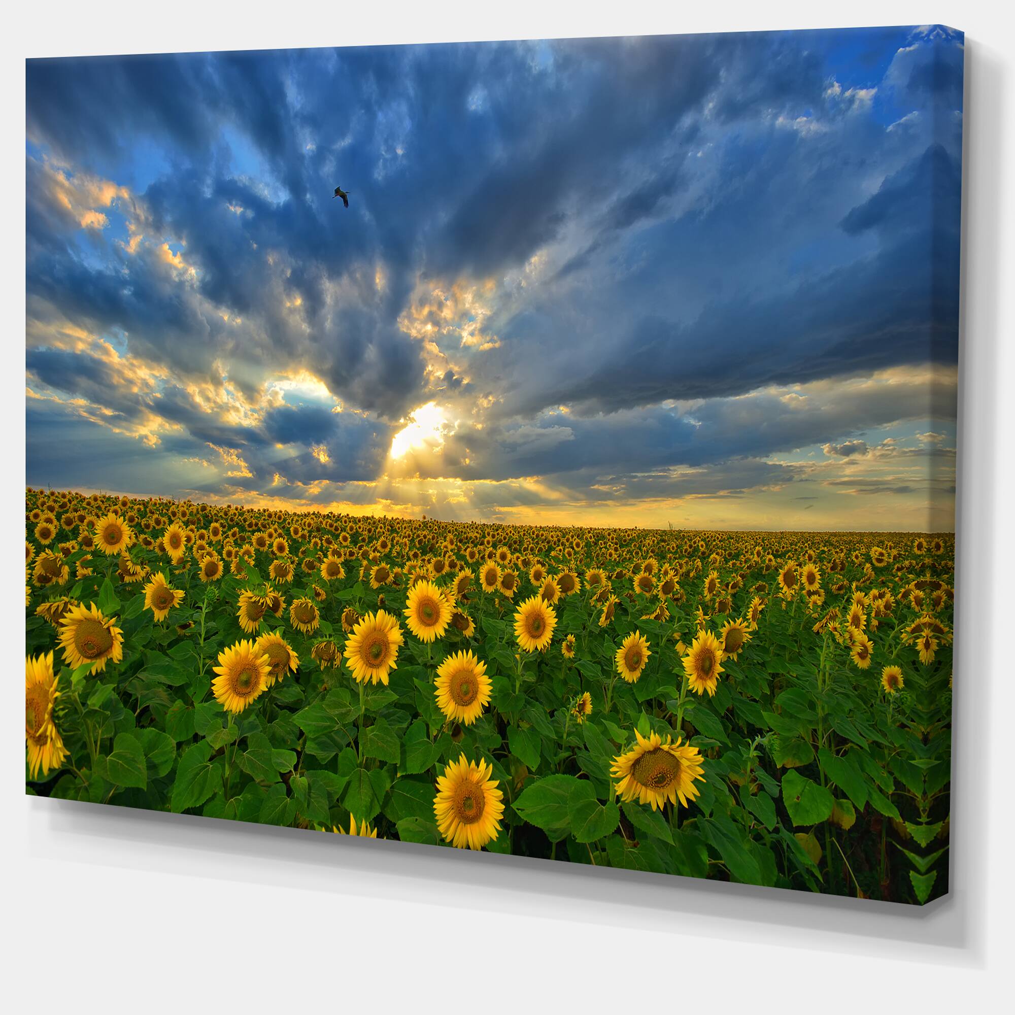 Designart - Beauty Sunset over Sunflowers - Landscape Canvas Art Print