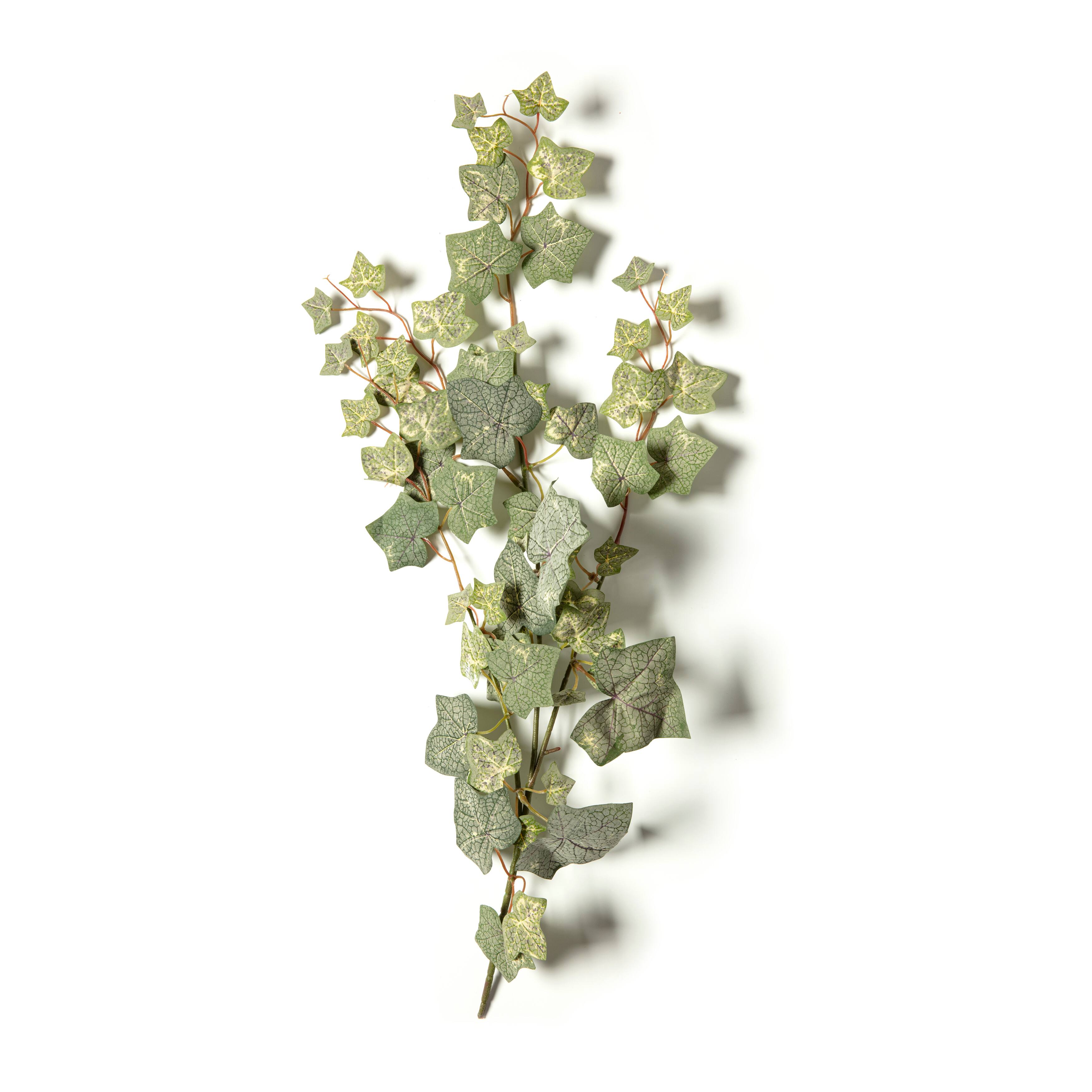 English Ivy Spray by Ashland