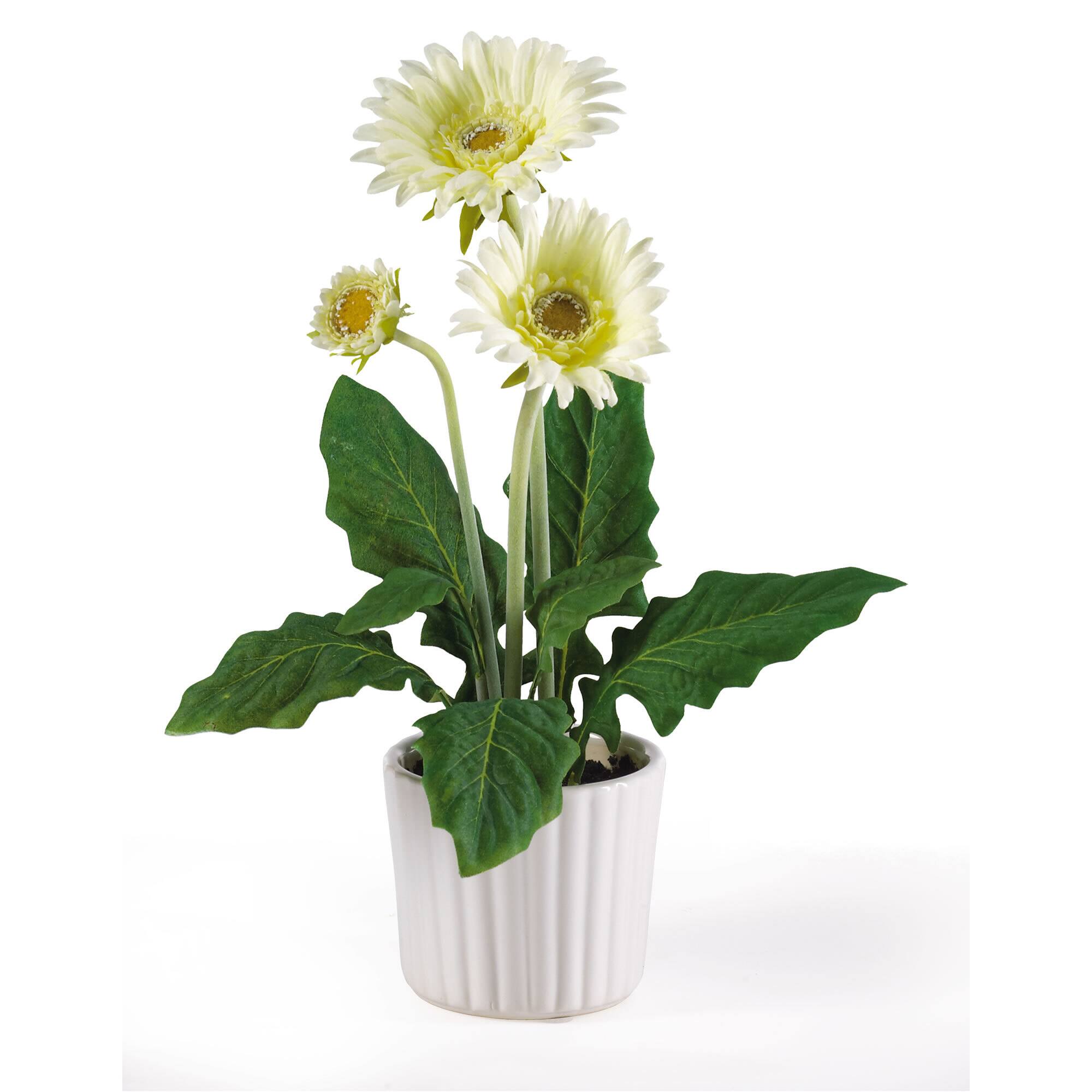 12" Colorful Gerbera Daisy in White Pot, 6ct. Michaels
