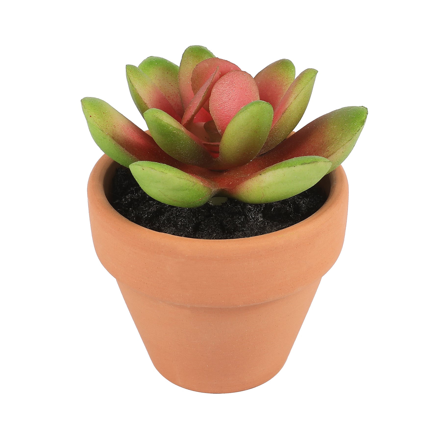 Mini Premade Succulents in Terra Cotta Pots, 6ct. by Ashland&#xAE;
