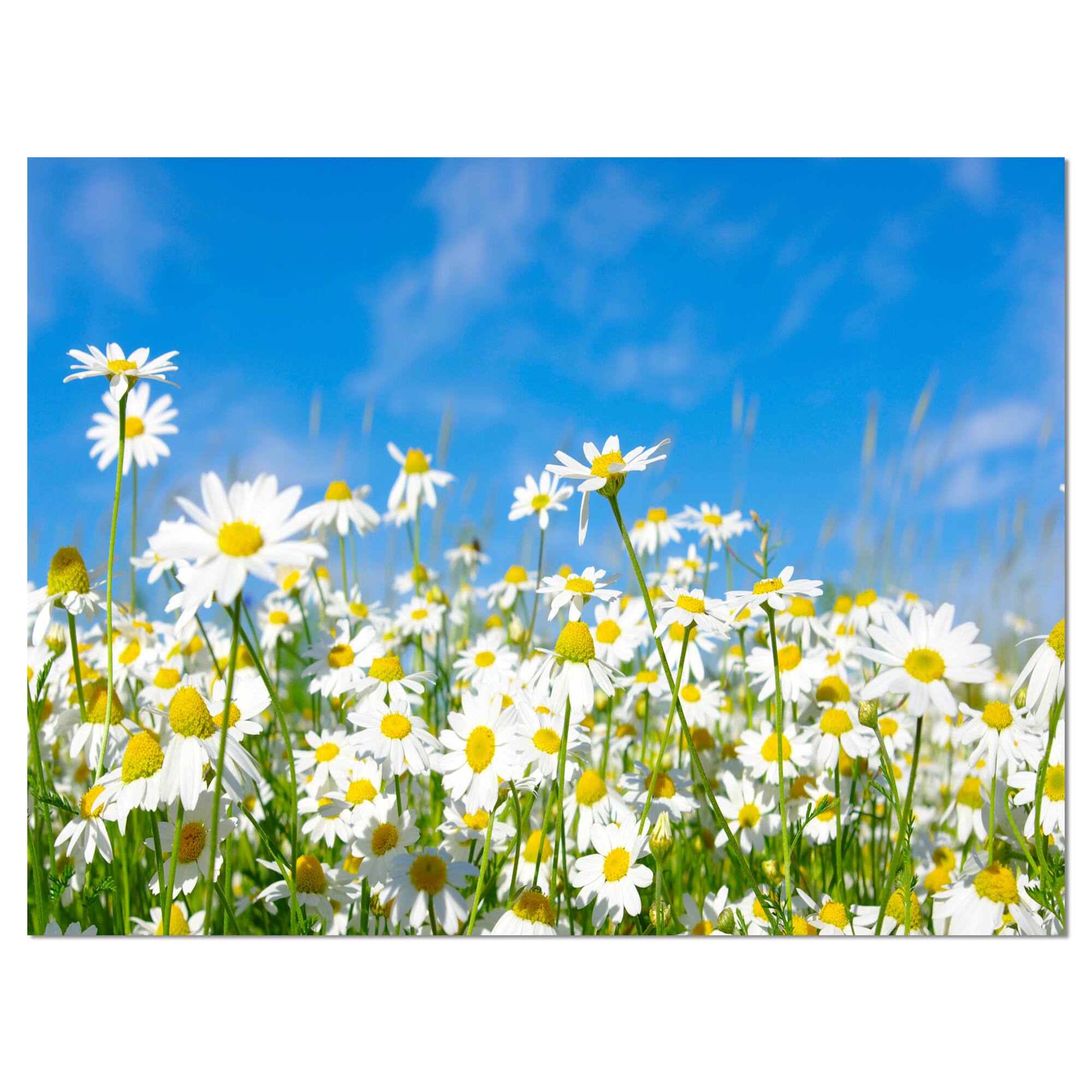Designart - White Daisies under Bright Blue Sky - Floral Canvas Art Print