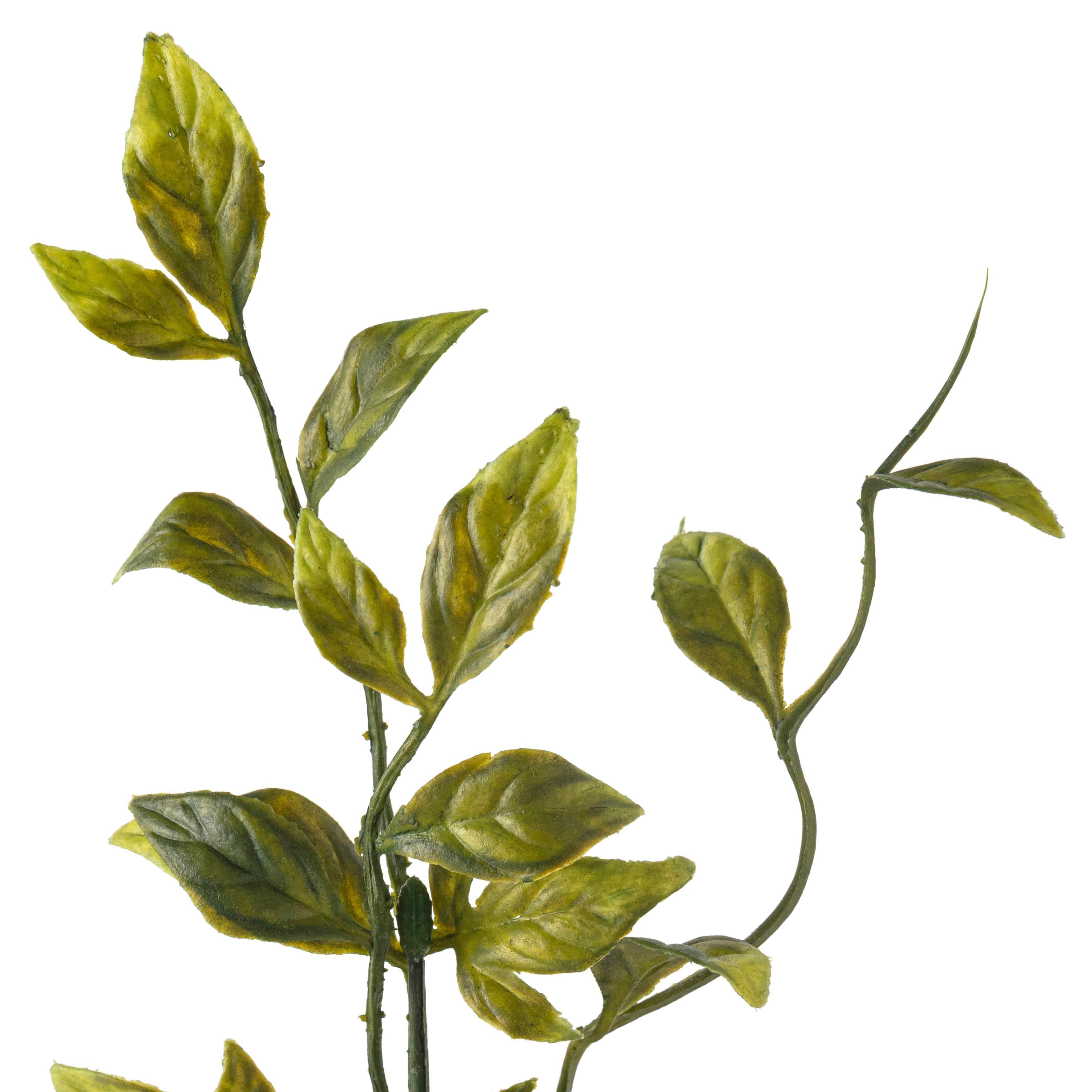 Sinojackia Leaf Stem by Ashland&#xAE;