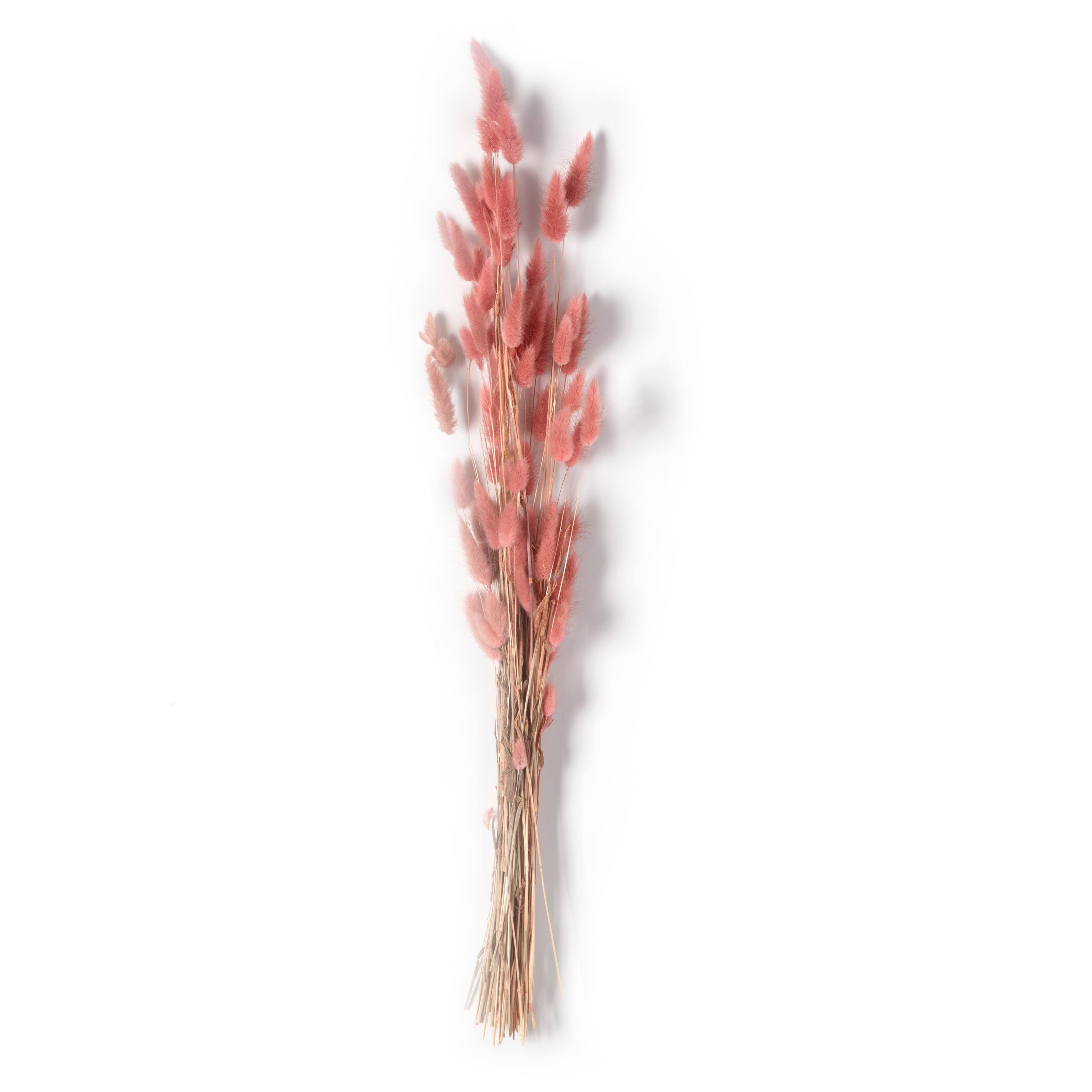 Mauve Lagurus Bundle by Ashland®