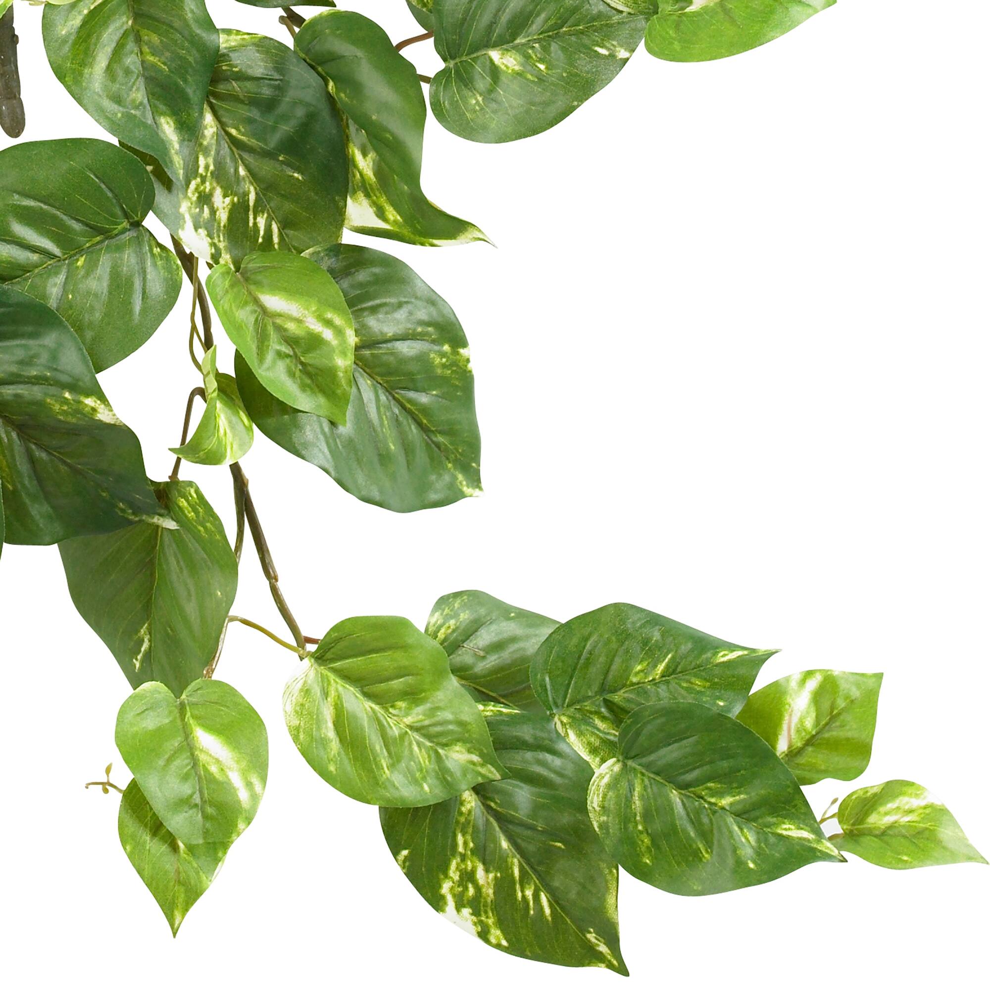 24” Pothos Hanging Bush, 3ct.