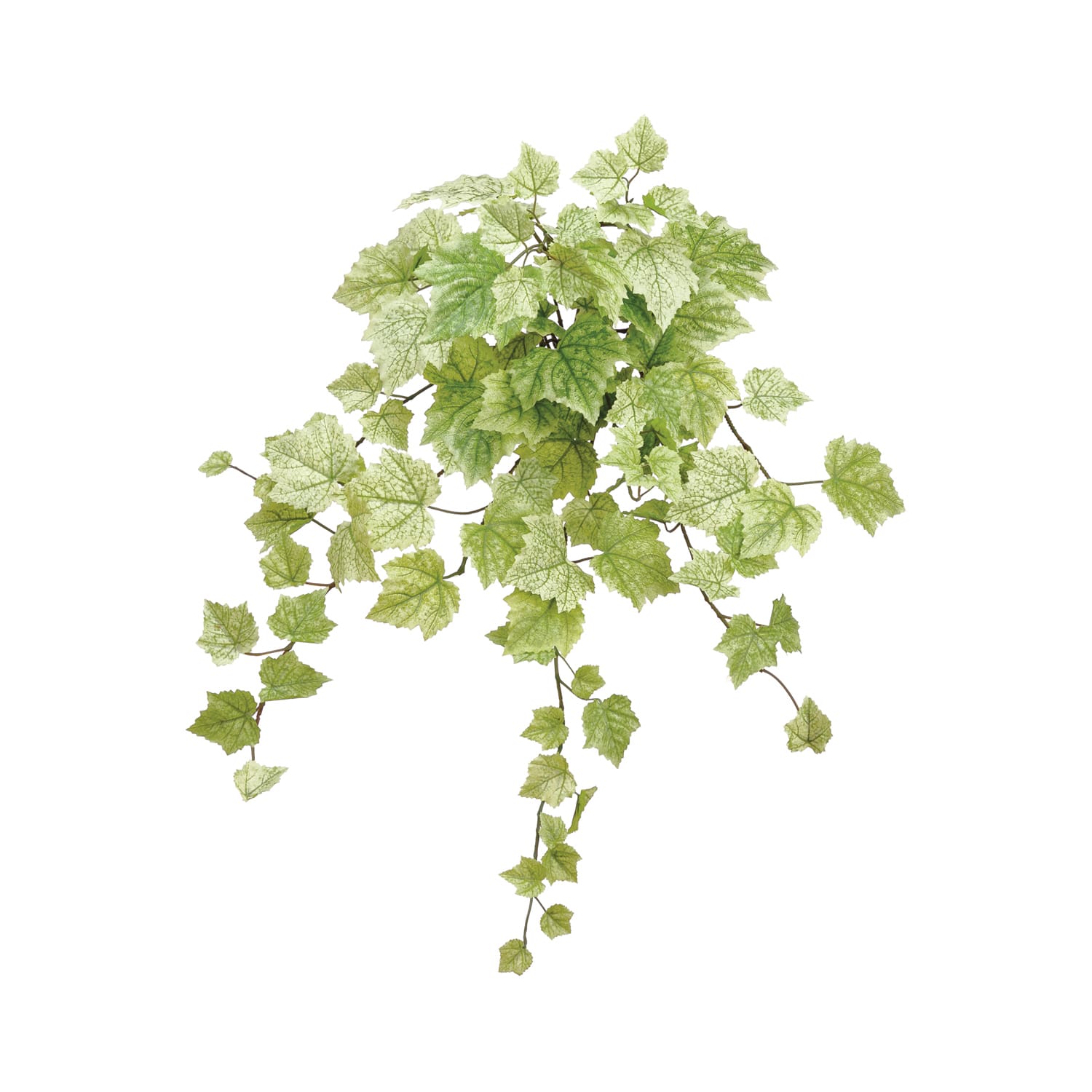 Download Find The Light Green One Piece Grape Ivy Large Leaf Bush At Michaels Com