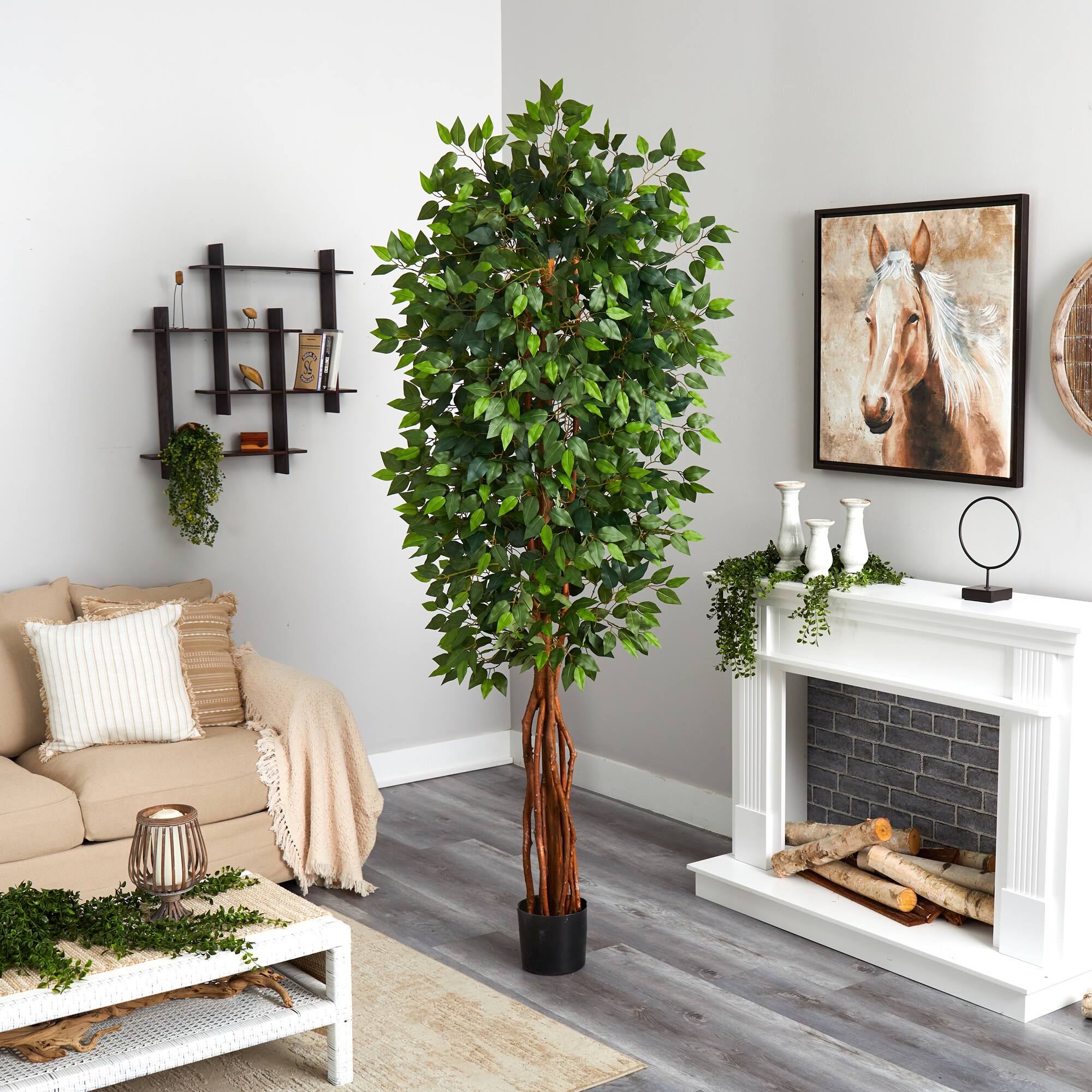 7.5ft. Potted Super Deluxe Ficus Tree