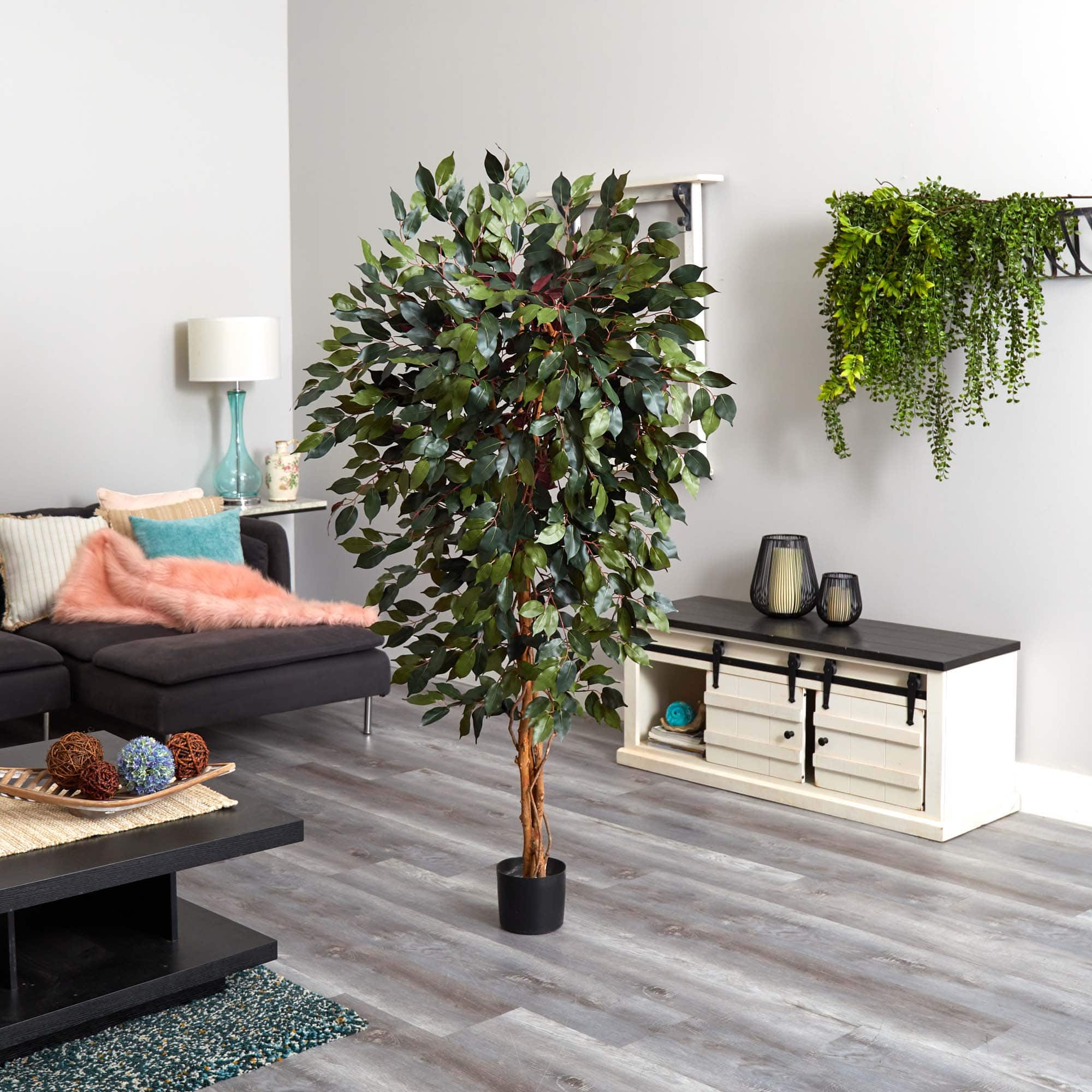 6ft. Potted Capensia Ficus Tree