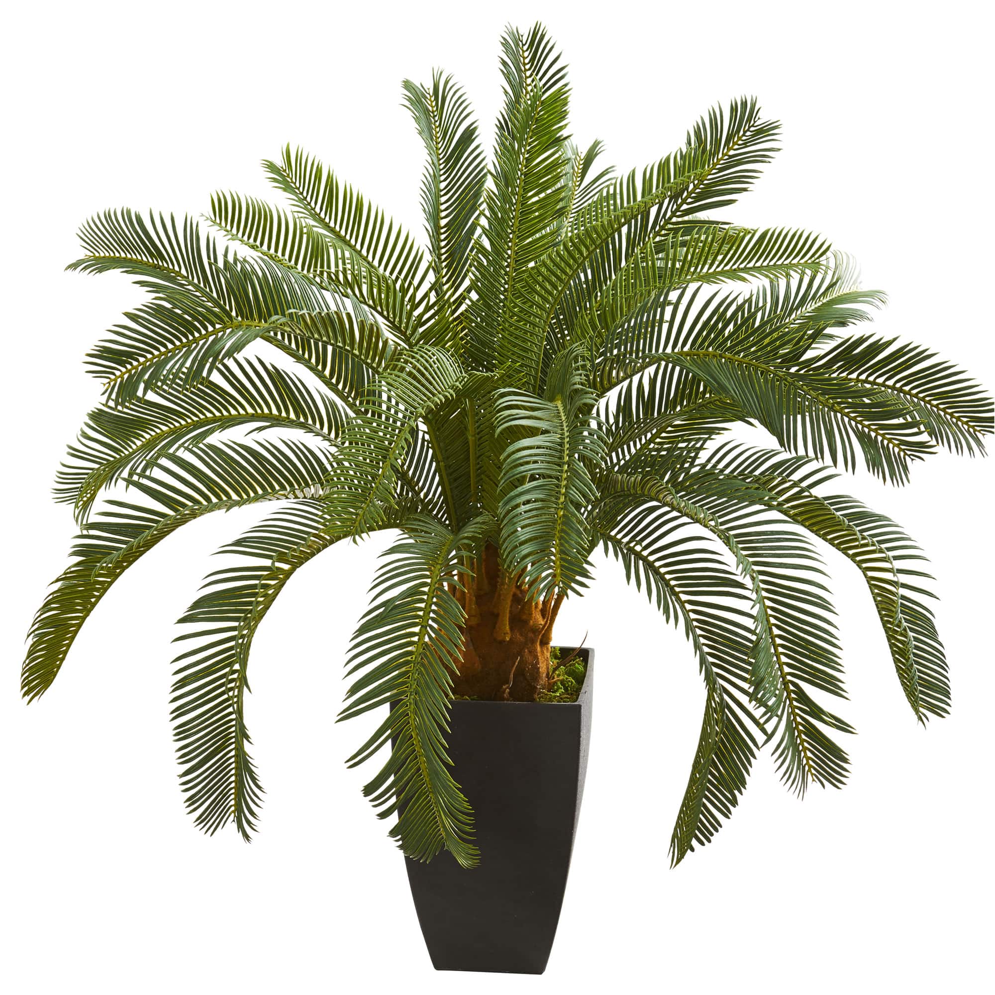 2.5ft. Cycas In Black Planter