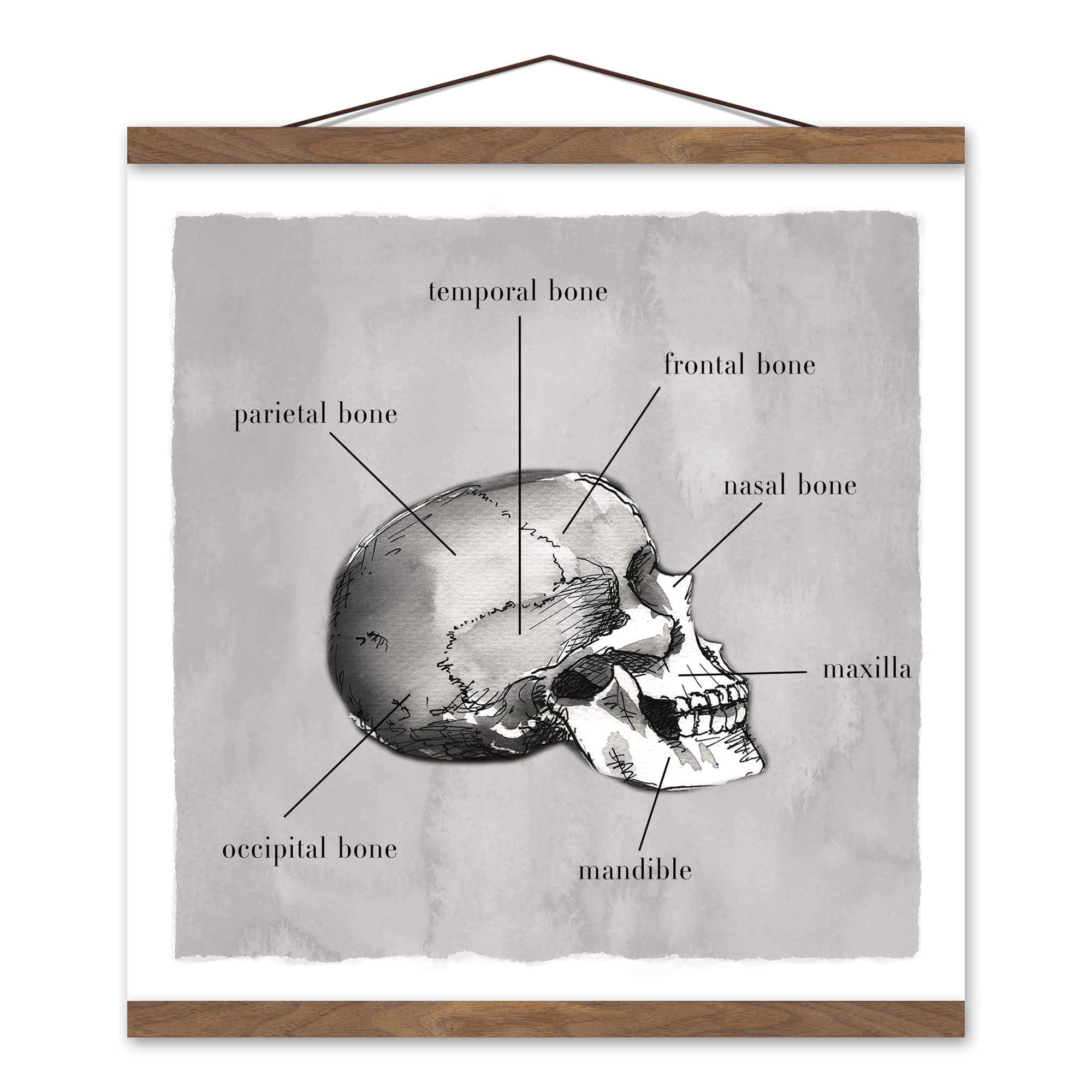 Skull Parts 16&#x22; x 16&#x22; Teak Hanging Canvas