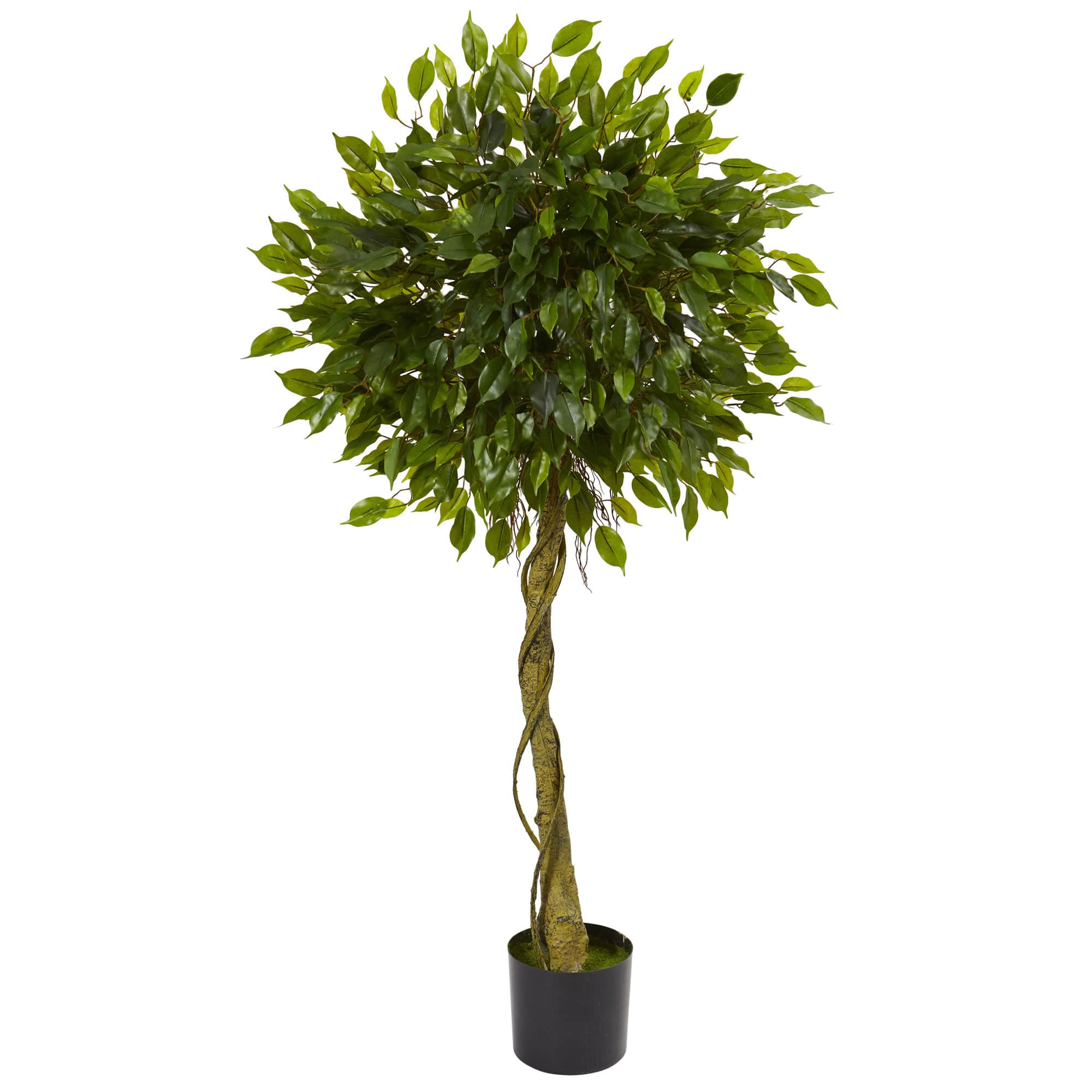 5ft. Potted Ficus Topiary | Michaels