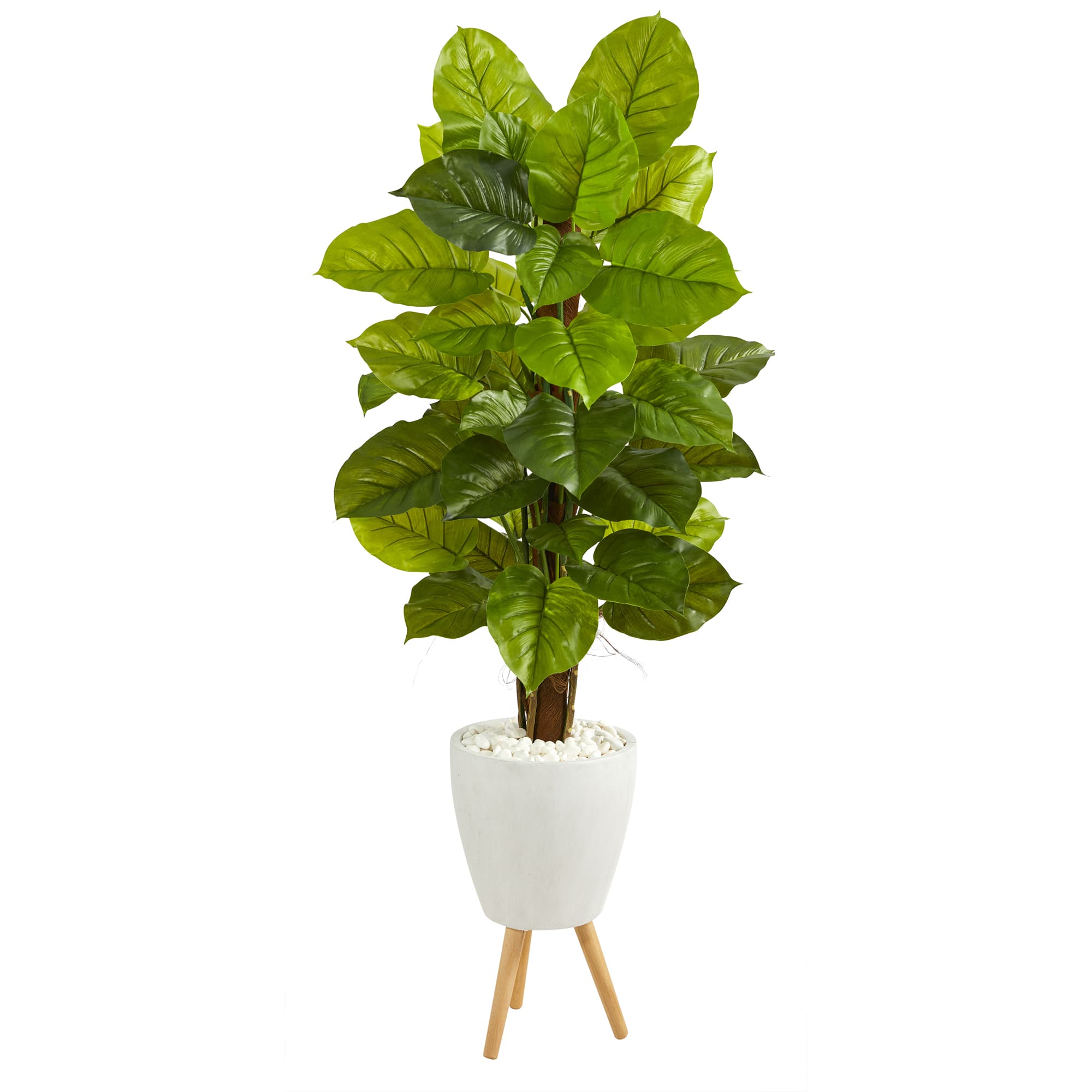 5ft. Large Leaf Philodendron Plant in White Planter with Stand