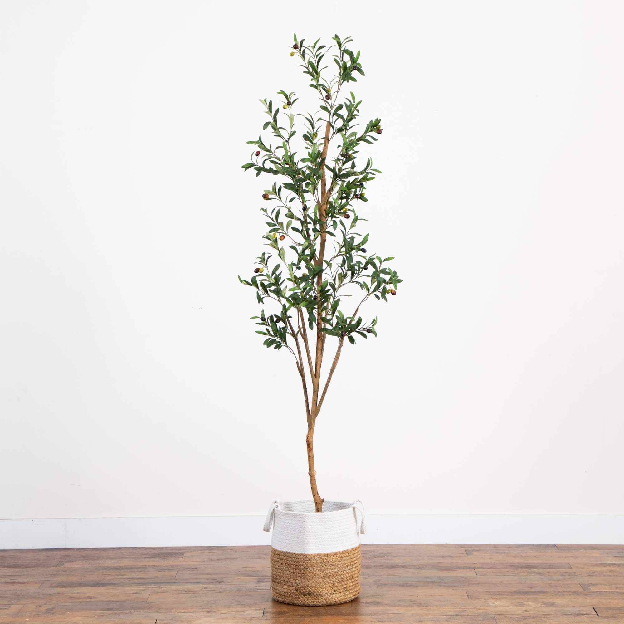 7ft. Olive Tree with Natural Trunk in Handmade Jute Basket