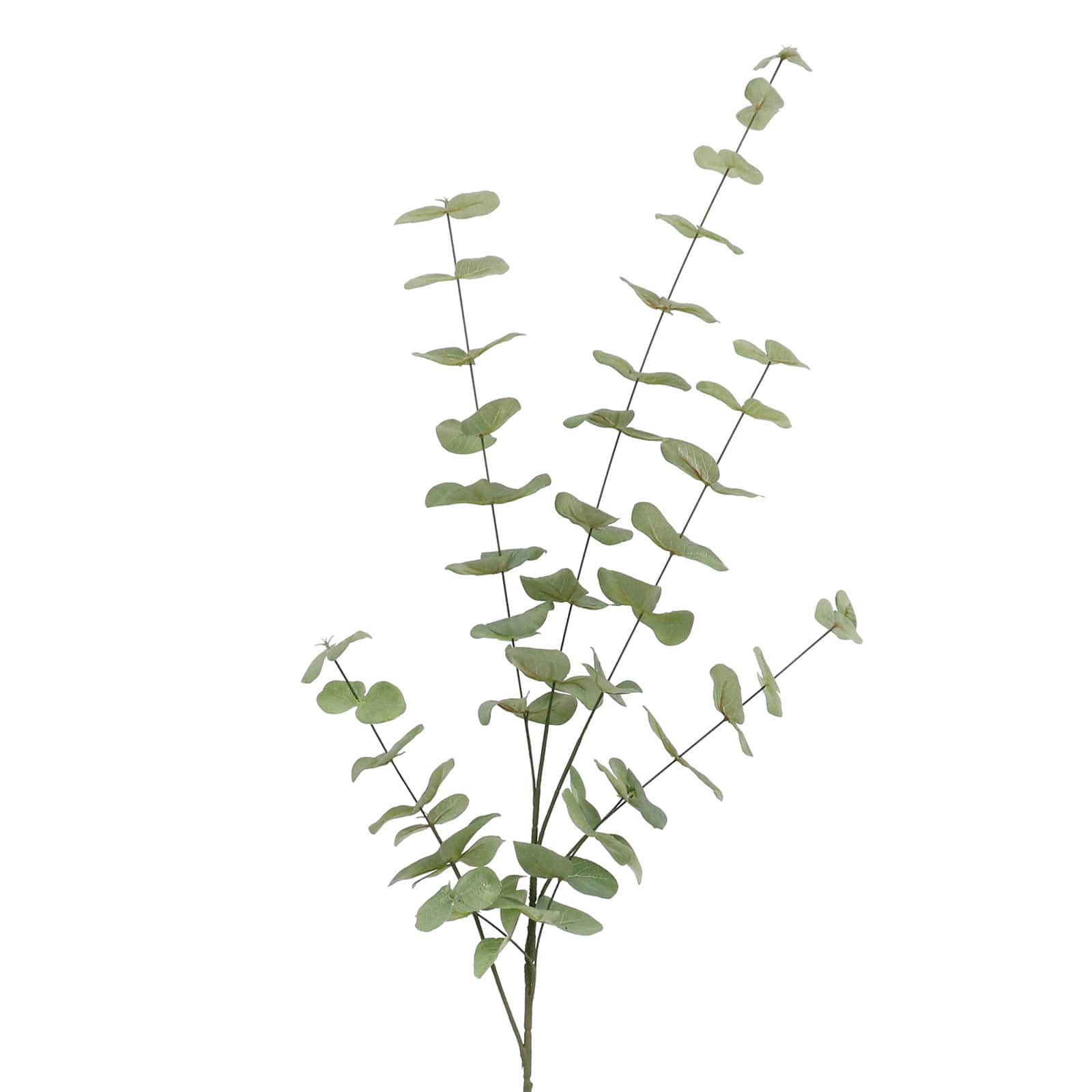 Tall Dusty Green Eucalyptus Stem by Ashland® | Michaels