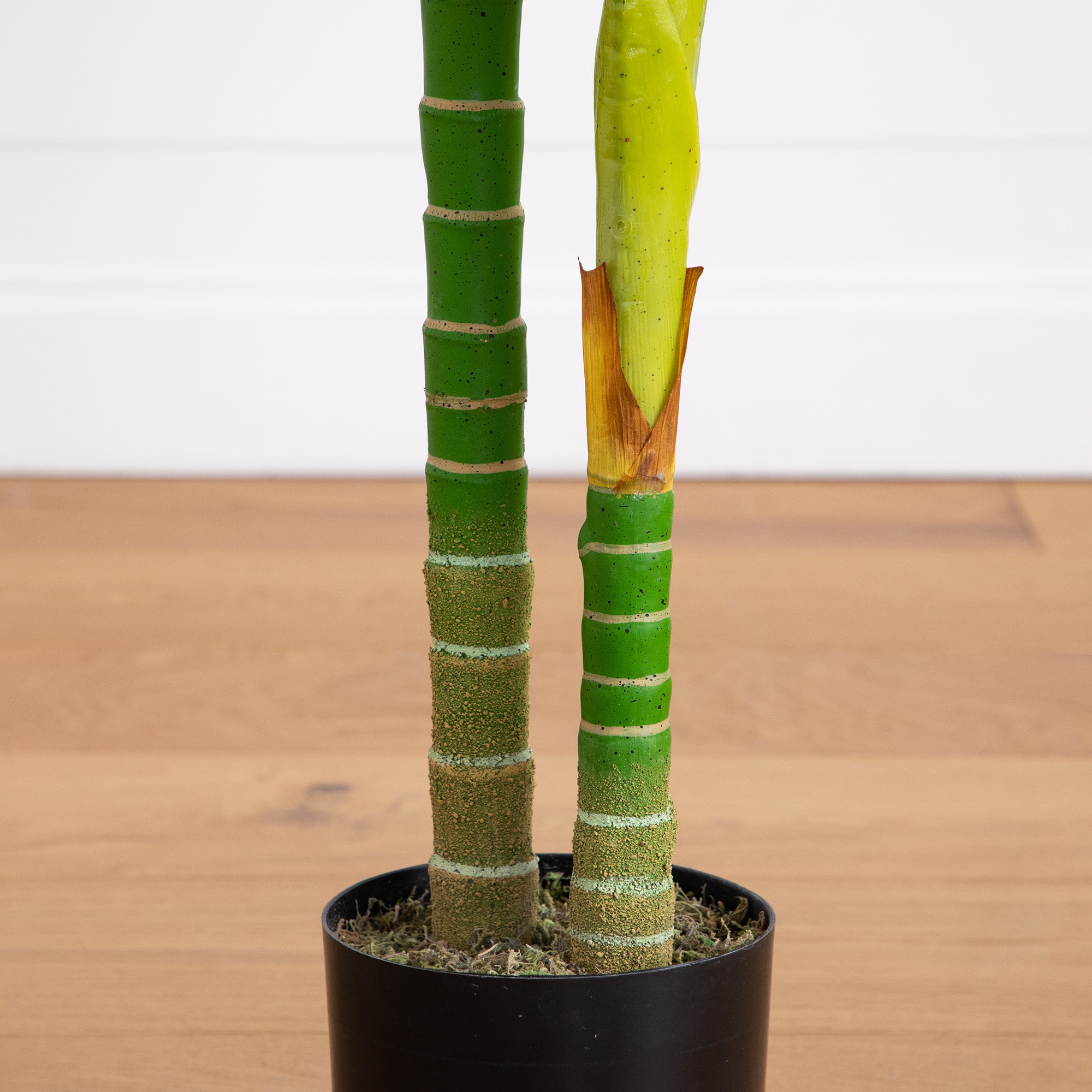 6ft. Potted Double-Stalk Golden Cane Palm Tree