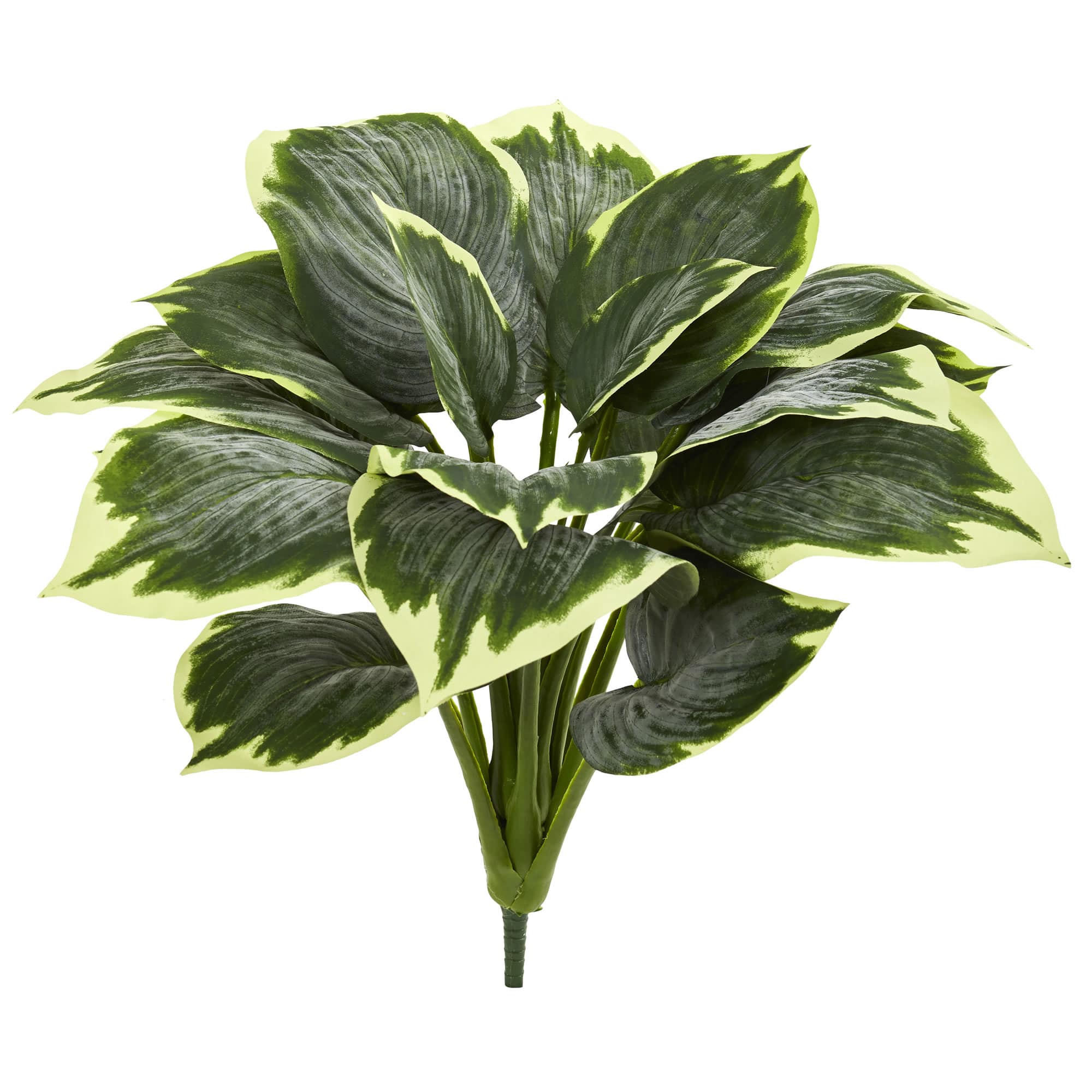 Variegated Hosta, 6ct.
