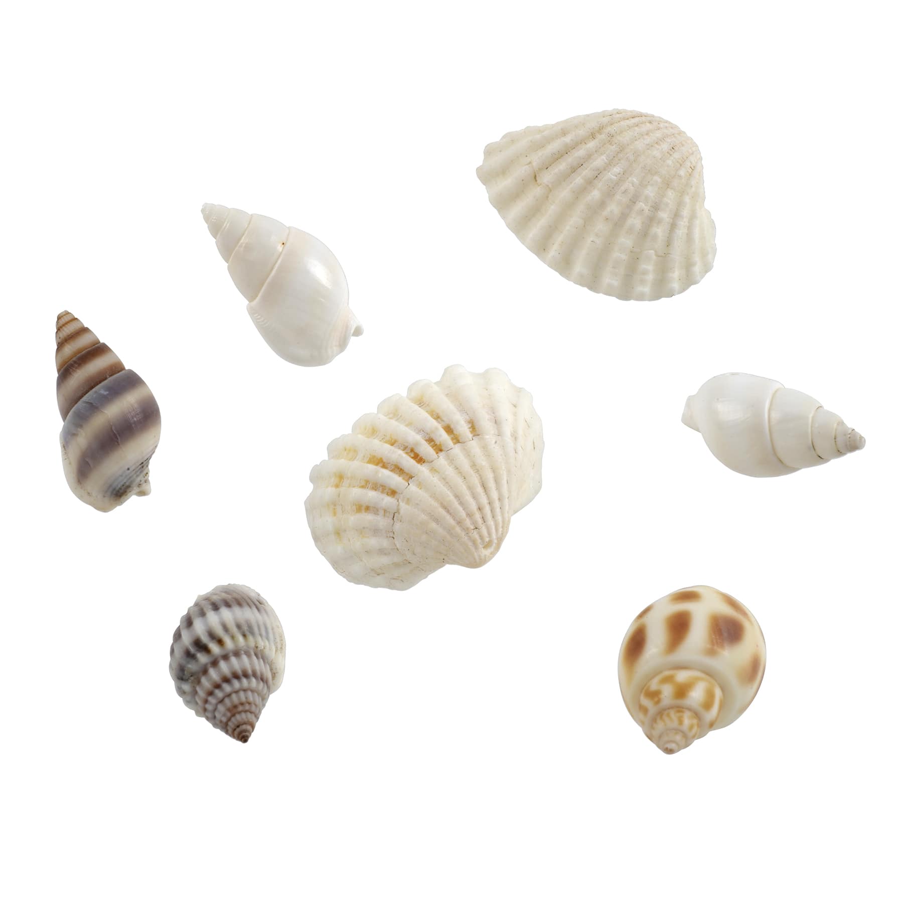 10-pack Painted Cowrie Shells Sliced Seashells Craft Beads Jewellery DIY  1.5-2cm
