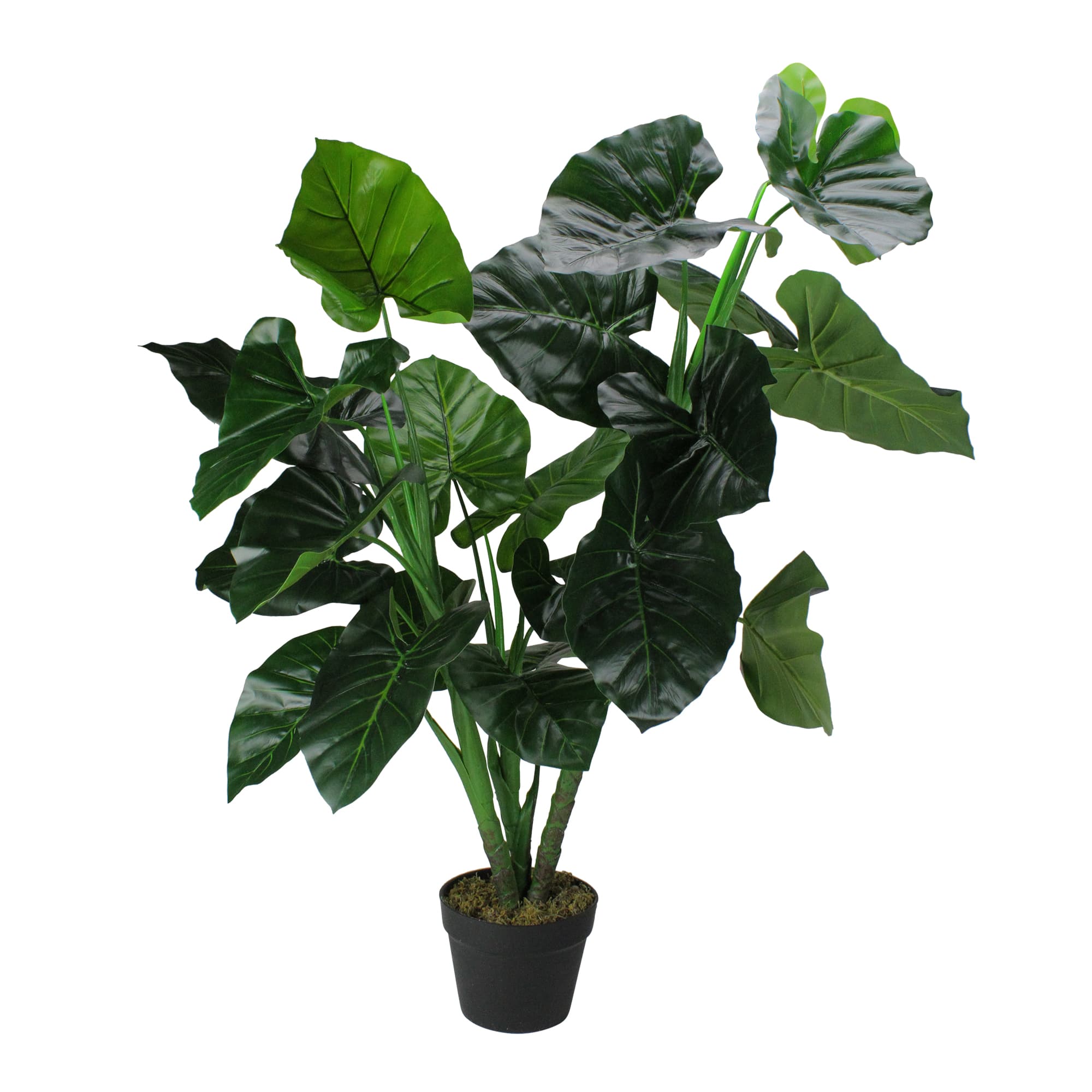 4 ft. Two-Tone Potted Wide Taro Leaf Plant