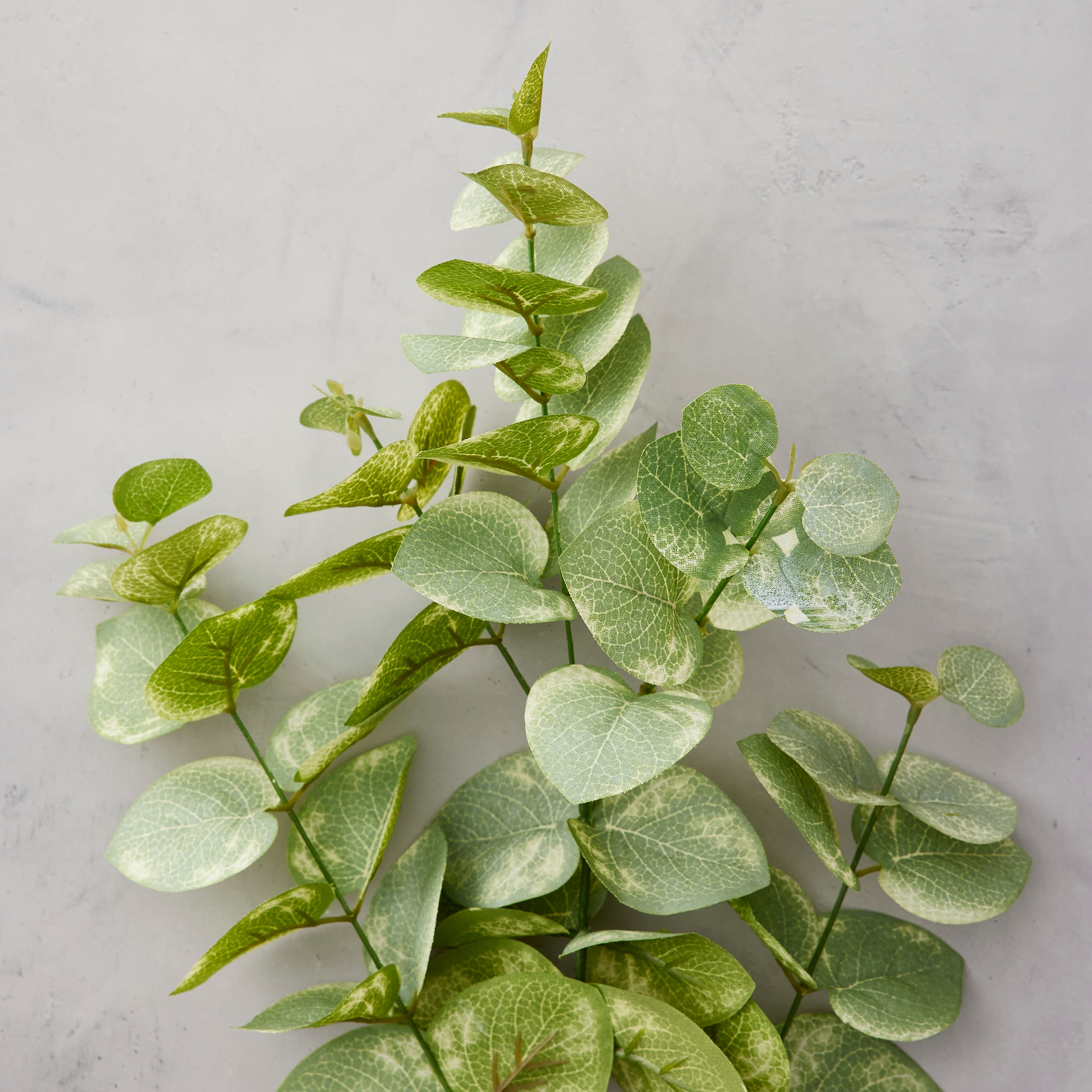 Eucalyptus Branch by Ashland®