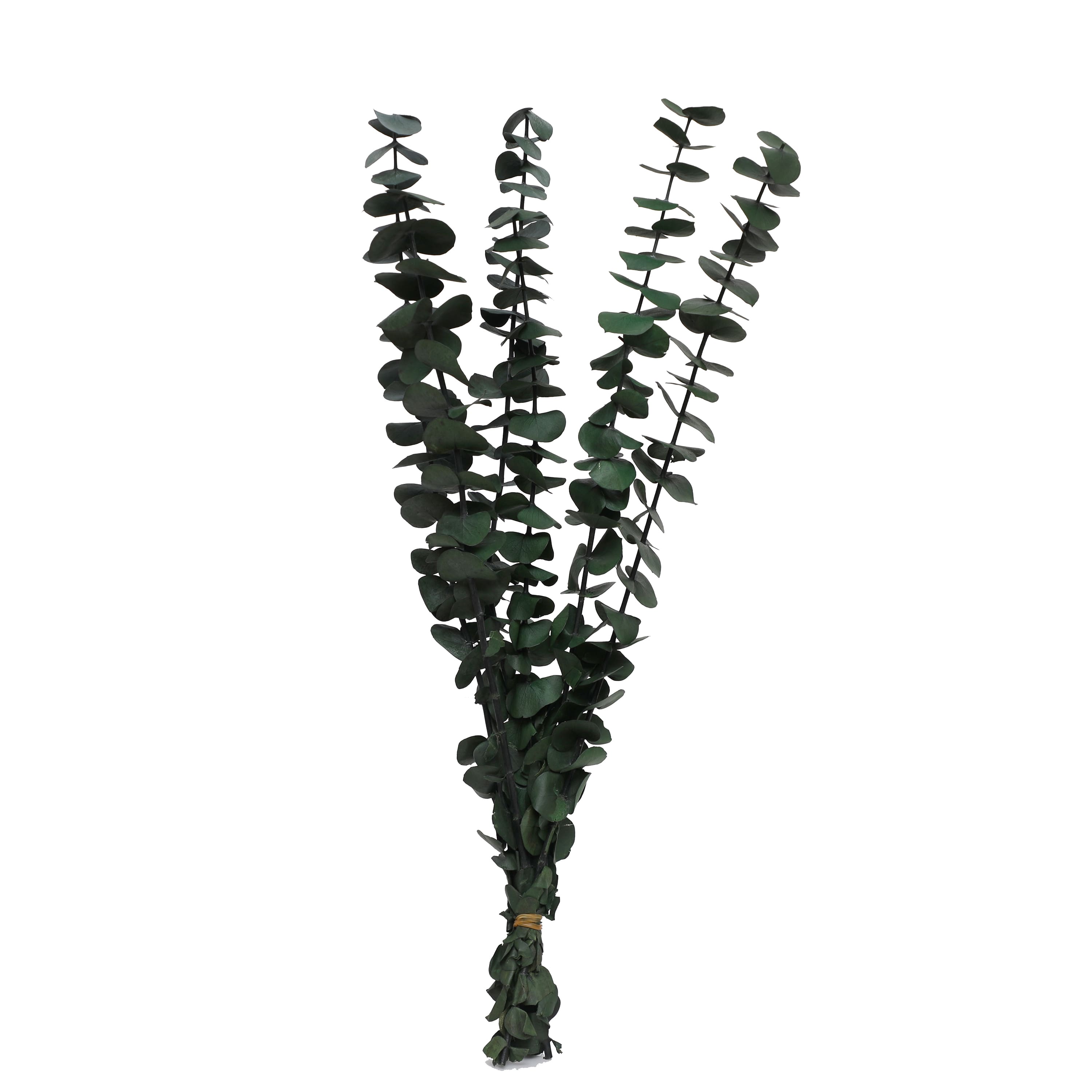 24&#x22; Eucalyptus Bundle by Ashland&#xAE;