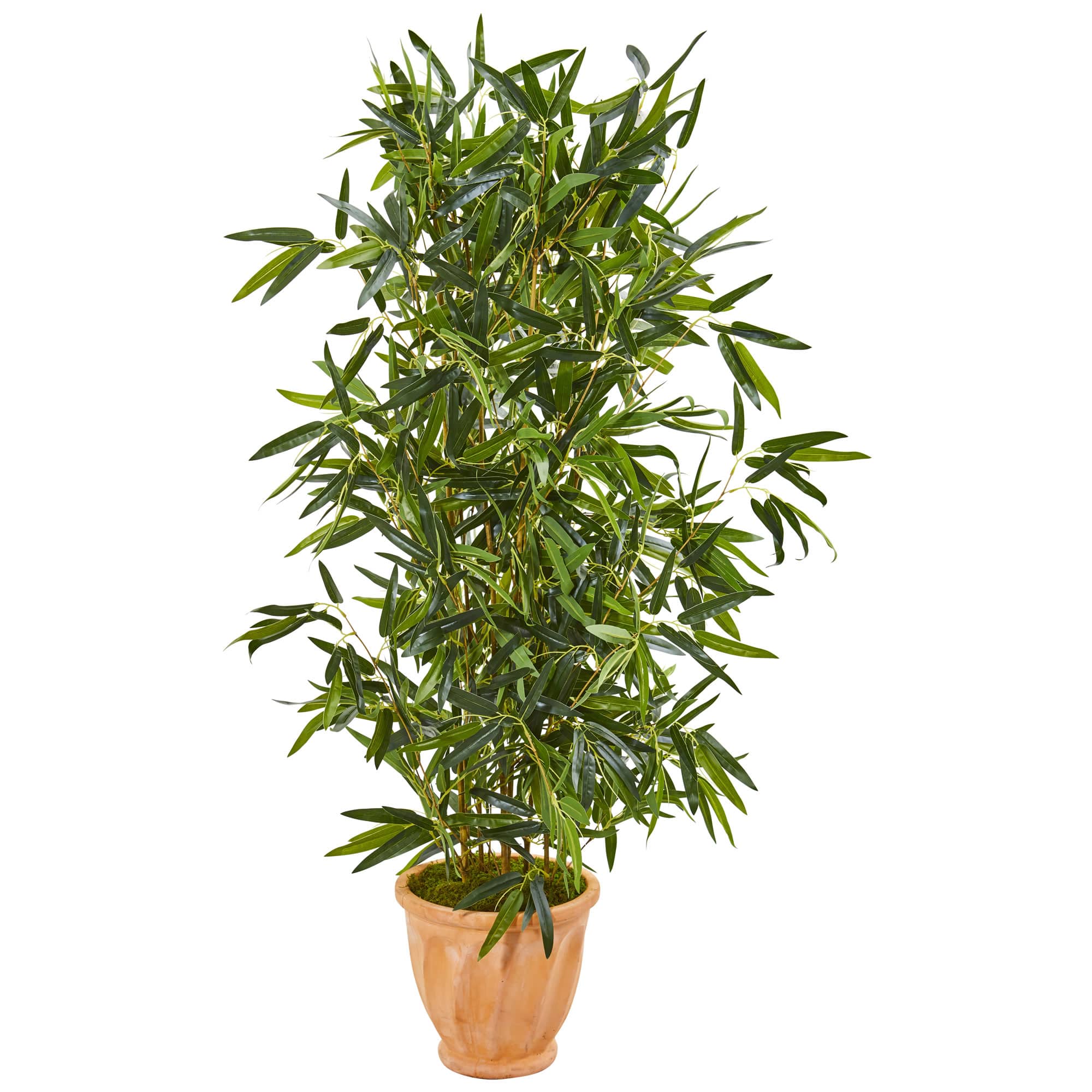 4.5ft. Bamboo Tree in Terracotta Planter