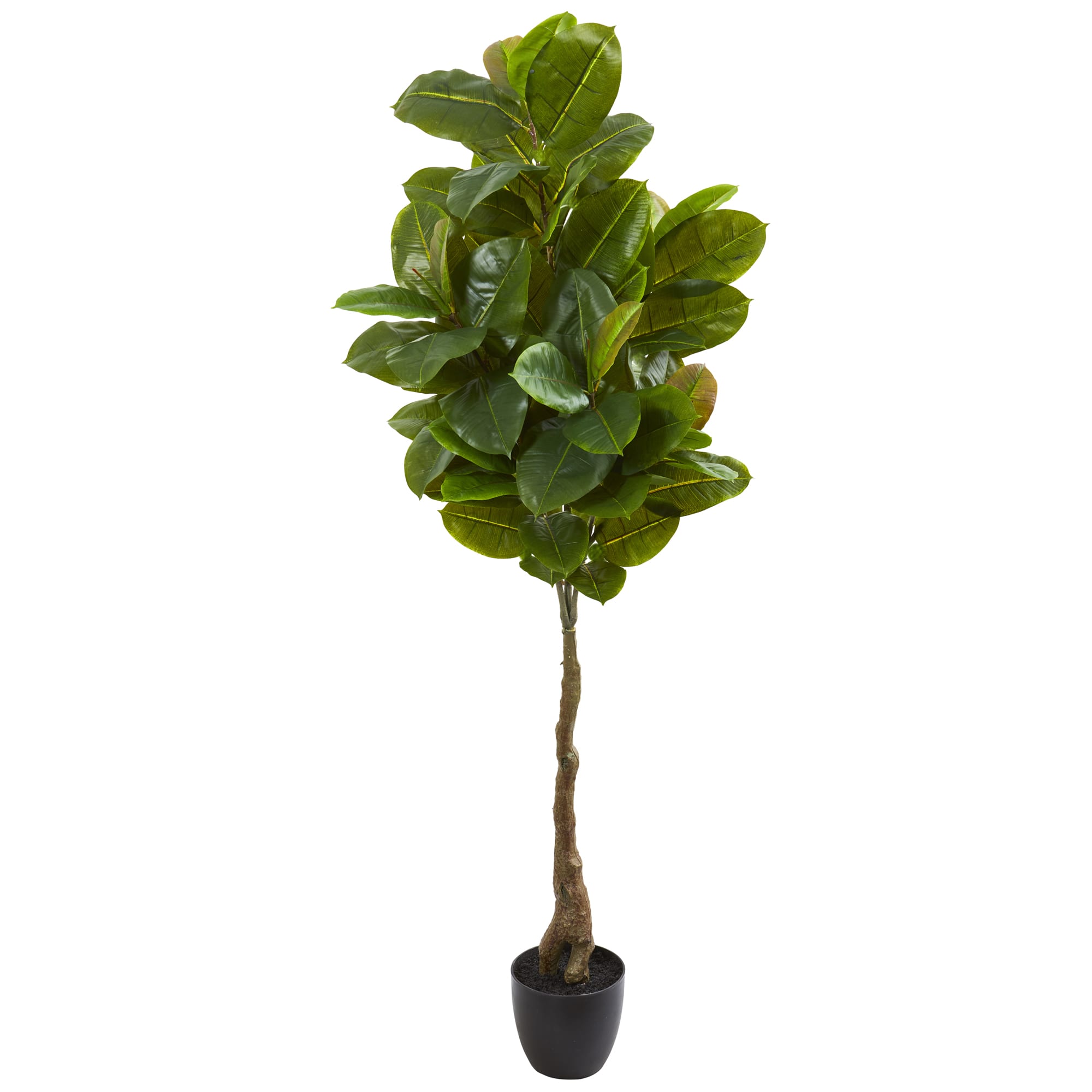 5.5ft. Potted Rubber Leaf Tree