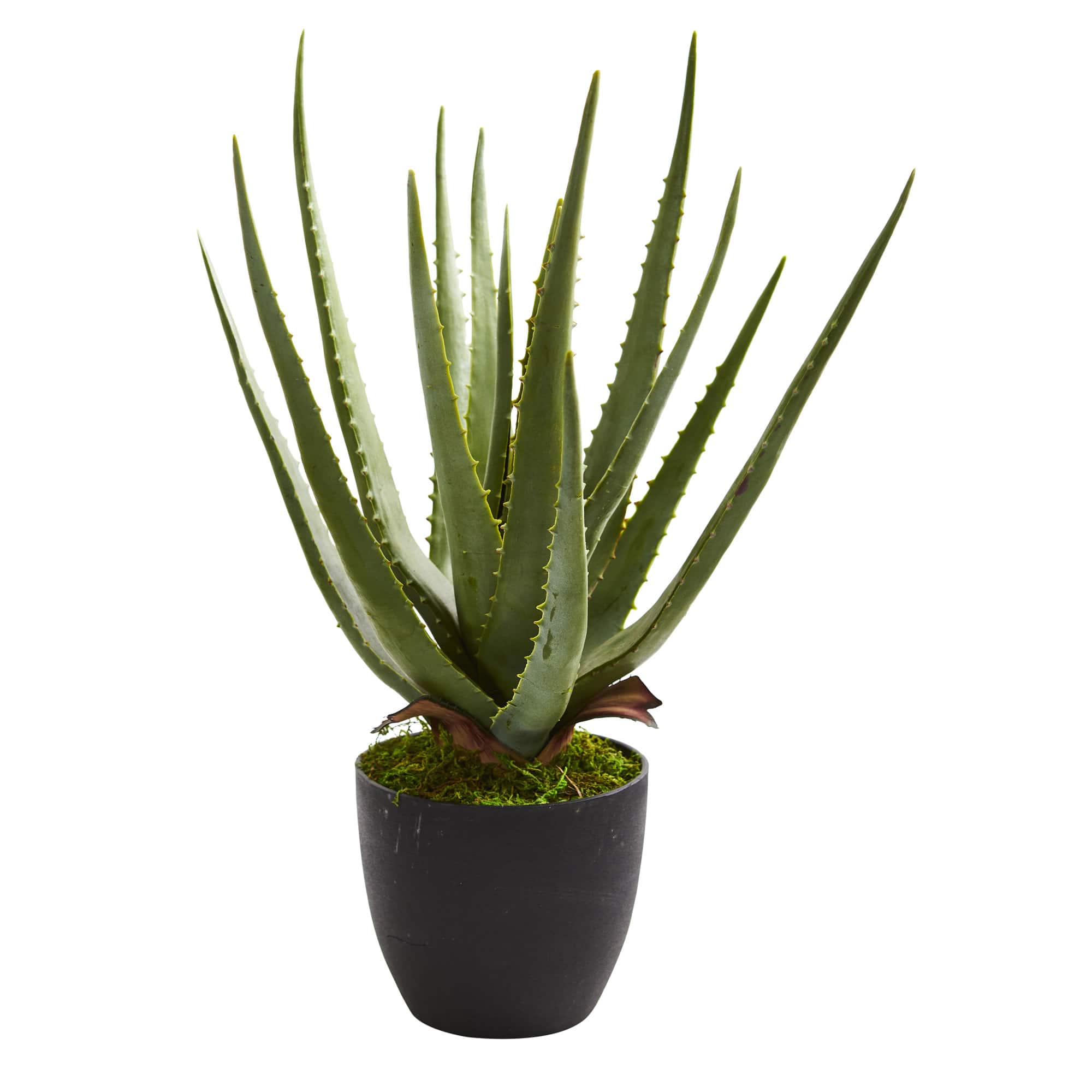 18&#x22; Potted Aloe Plant, 2ct.
