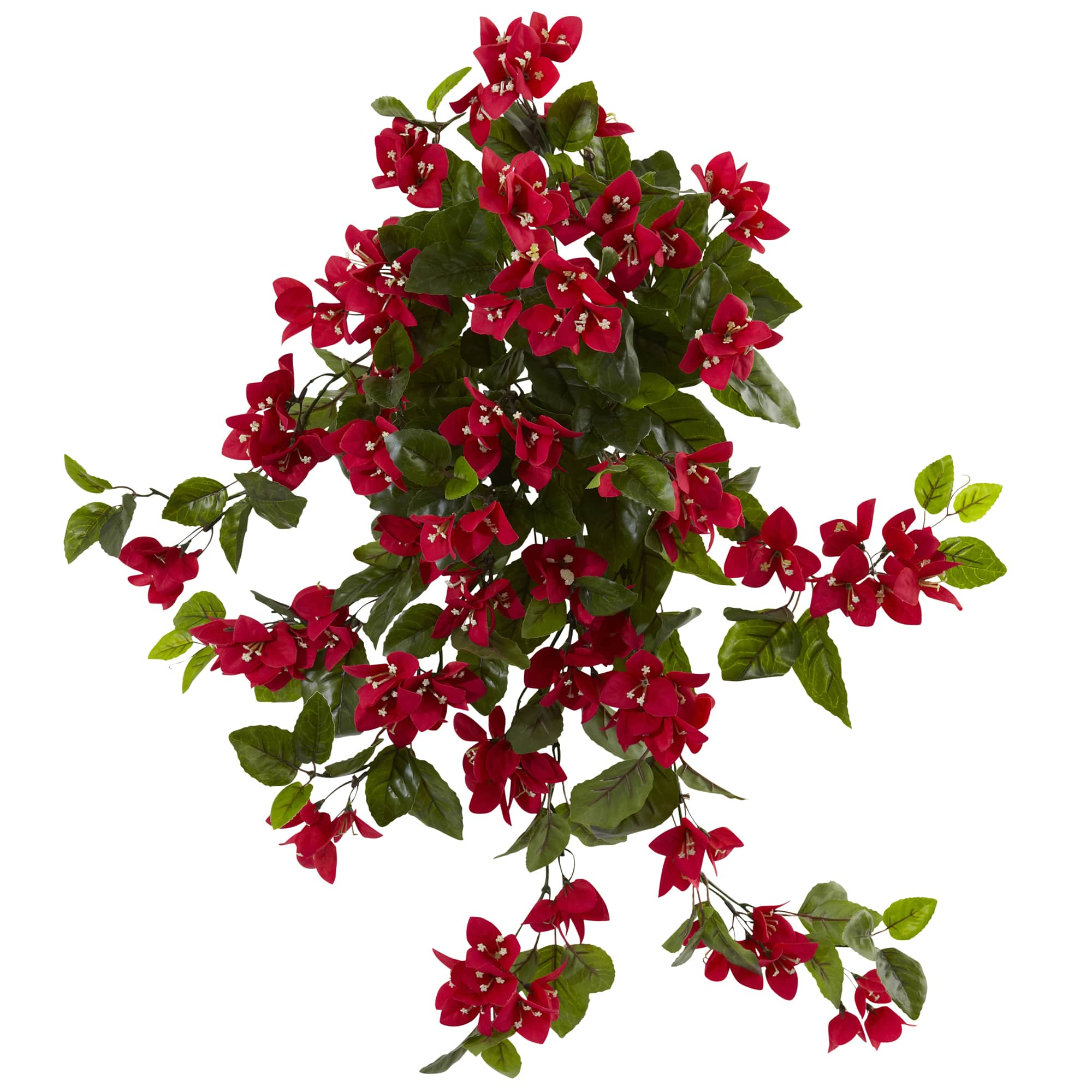 2ft. Bougainvillea Hanging Bush, 2ct.