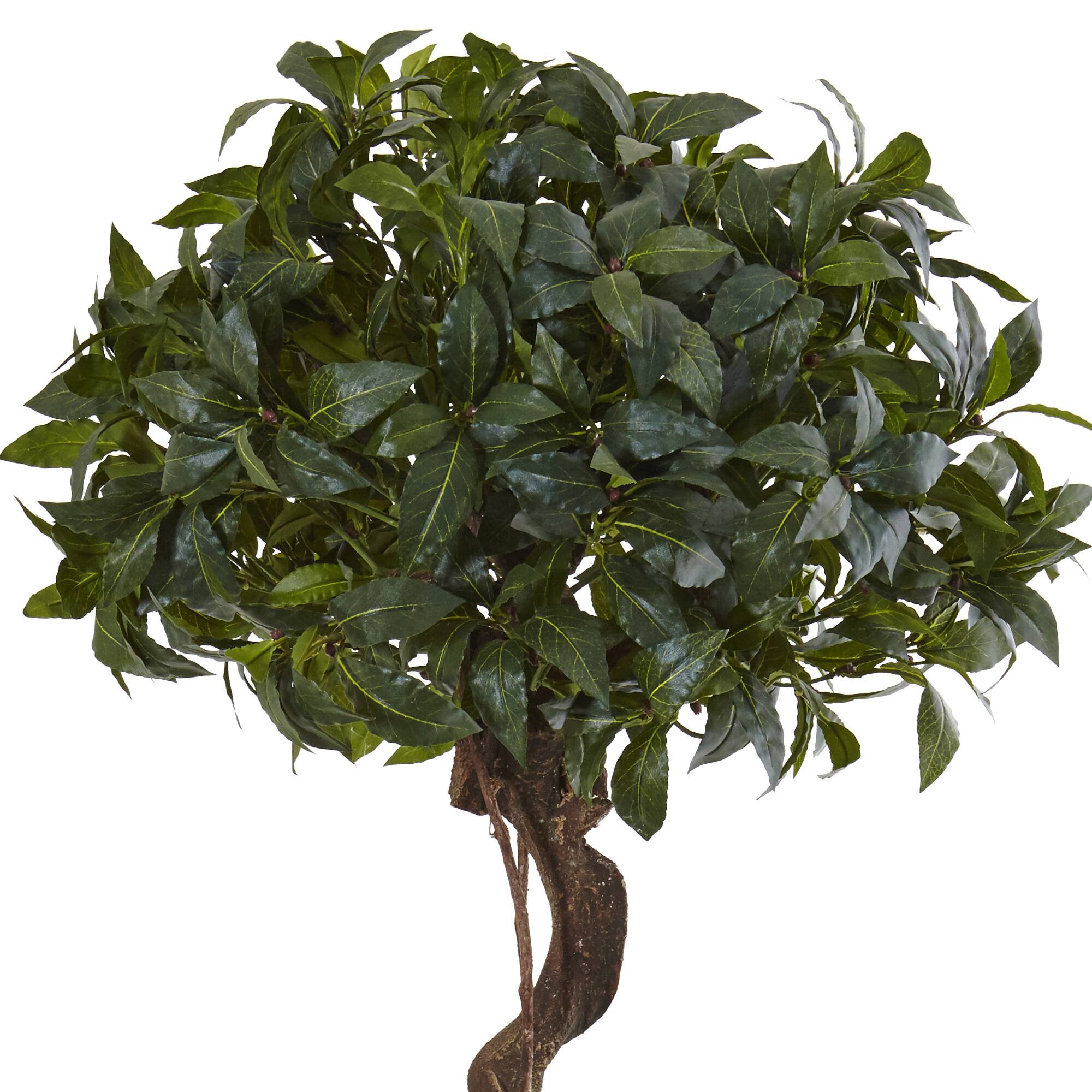 4.5ft. Sweet Bay Magnolia Double Topiary Tree in Metal Planter