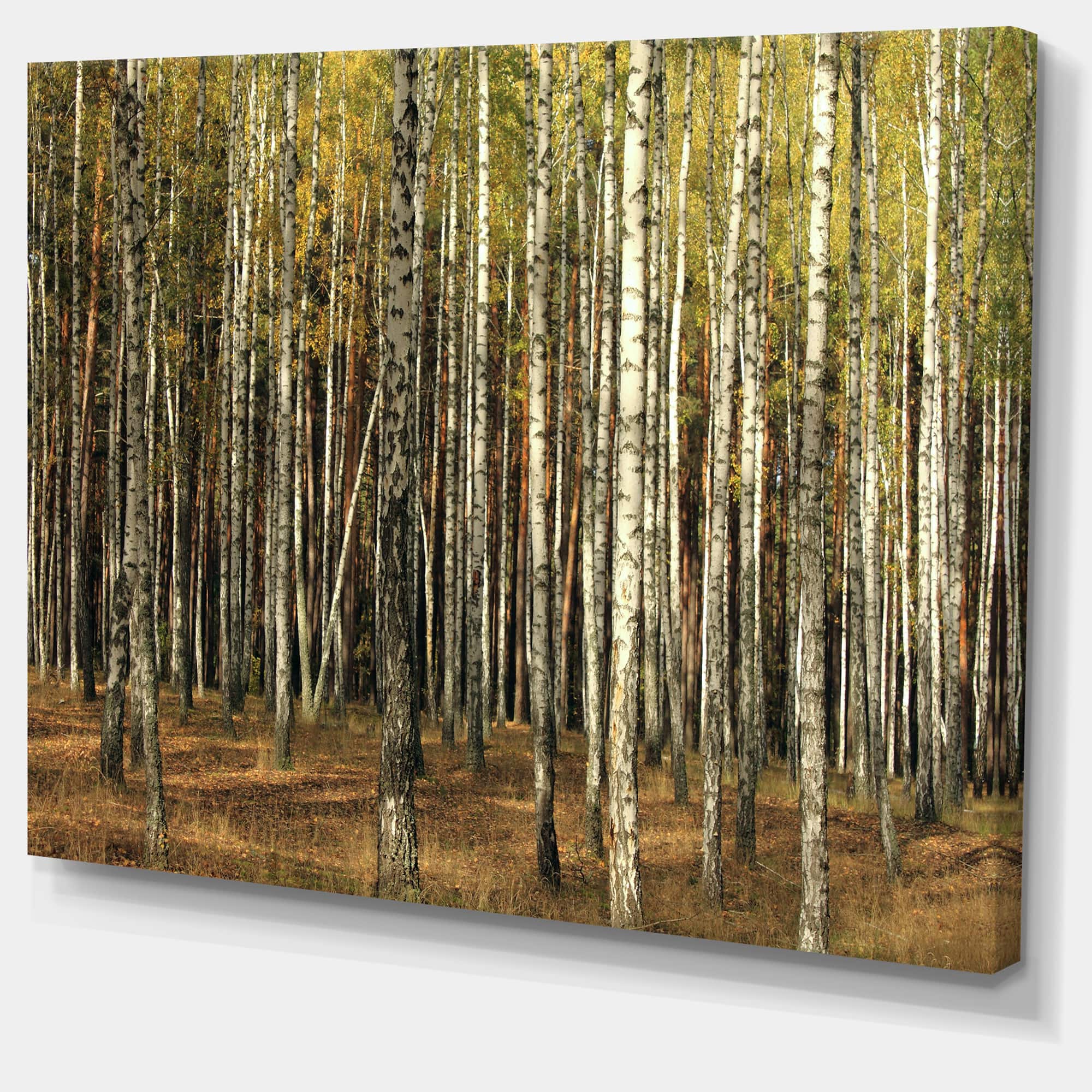 Designart - Green Fall Forest with Thick Trees - Forest Canvas Art Print