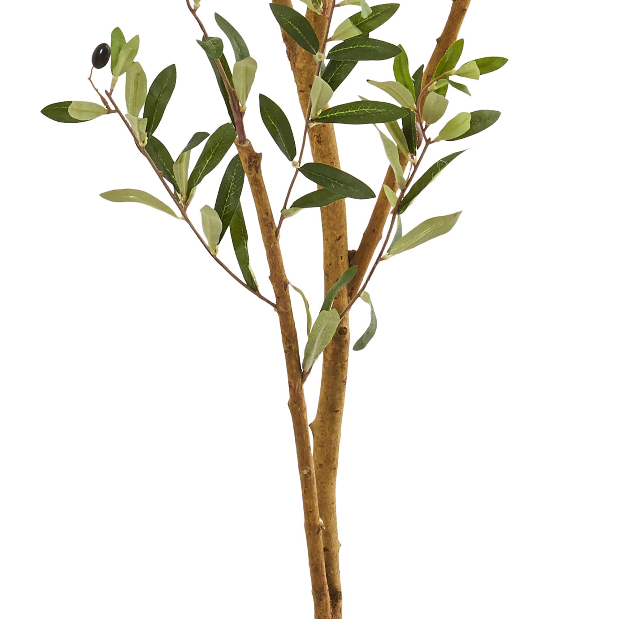 6.8ft. Potted Olive Tree