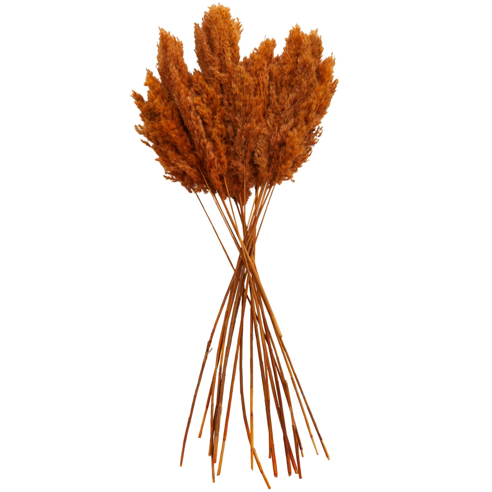Dried Plant Pampas Natural Foliage with Long Stems