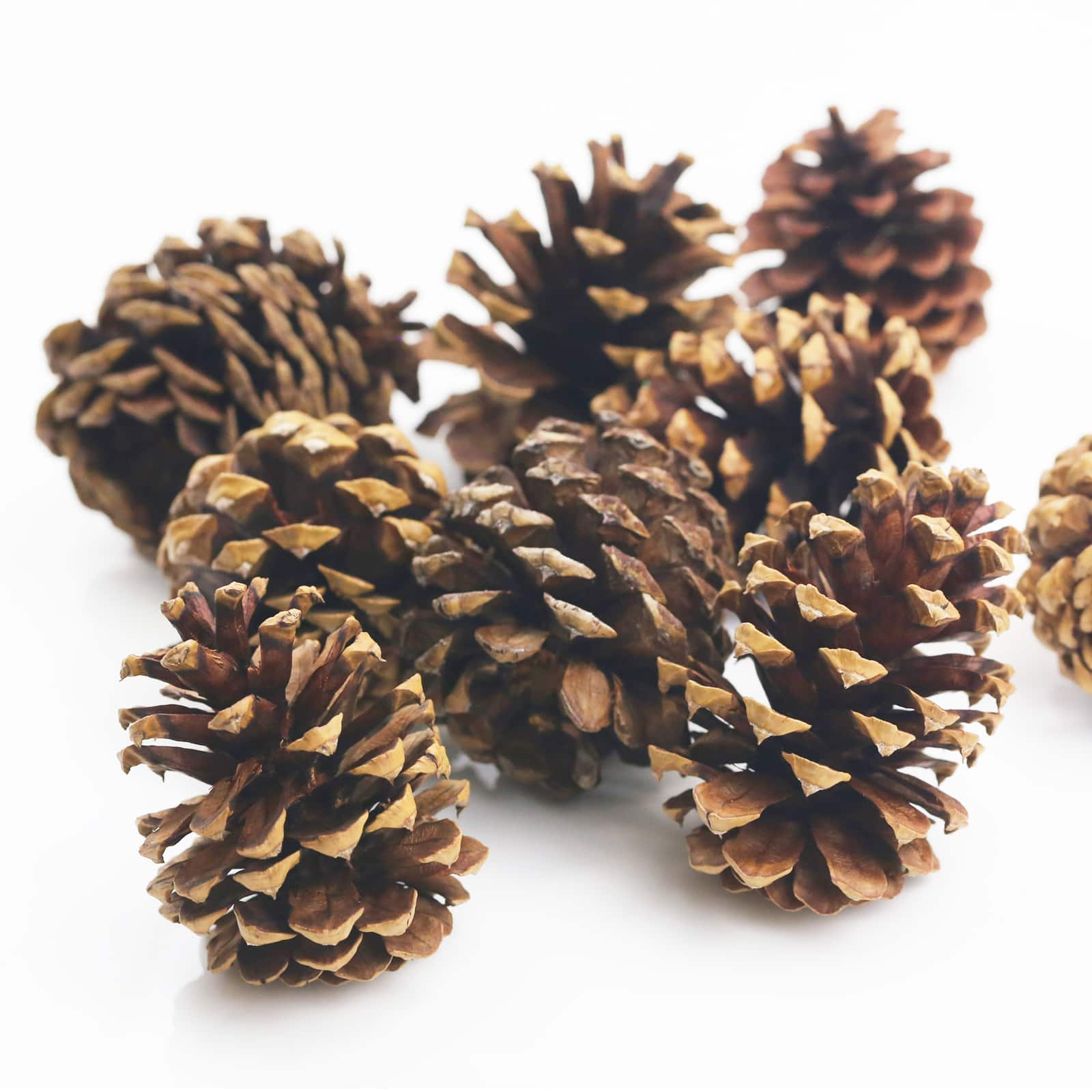 7oz. Pine Scented Pinecones by Ashland&#xAE;