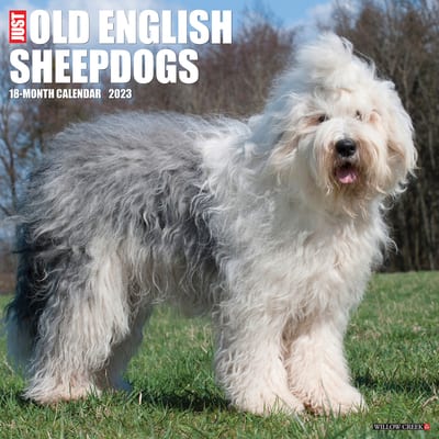 do sheepdogs shed