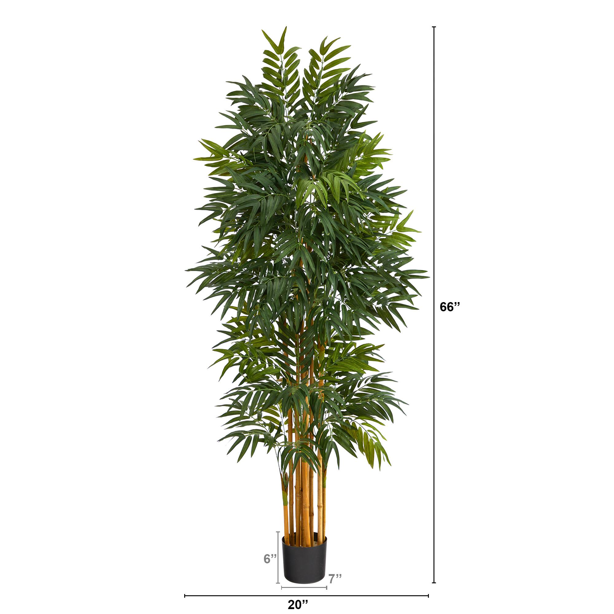 5.5ft. Potted Phoenix Palm Tree