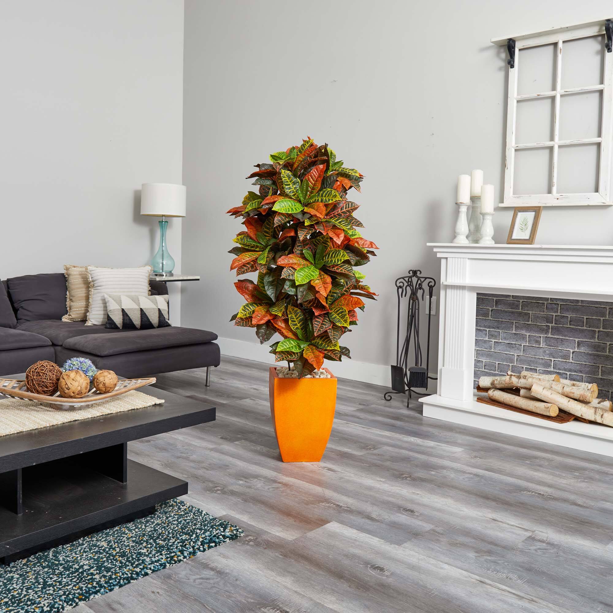 5.5ft. Croton Plant in Orange Planter