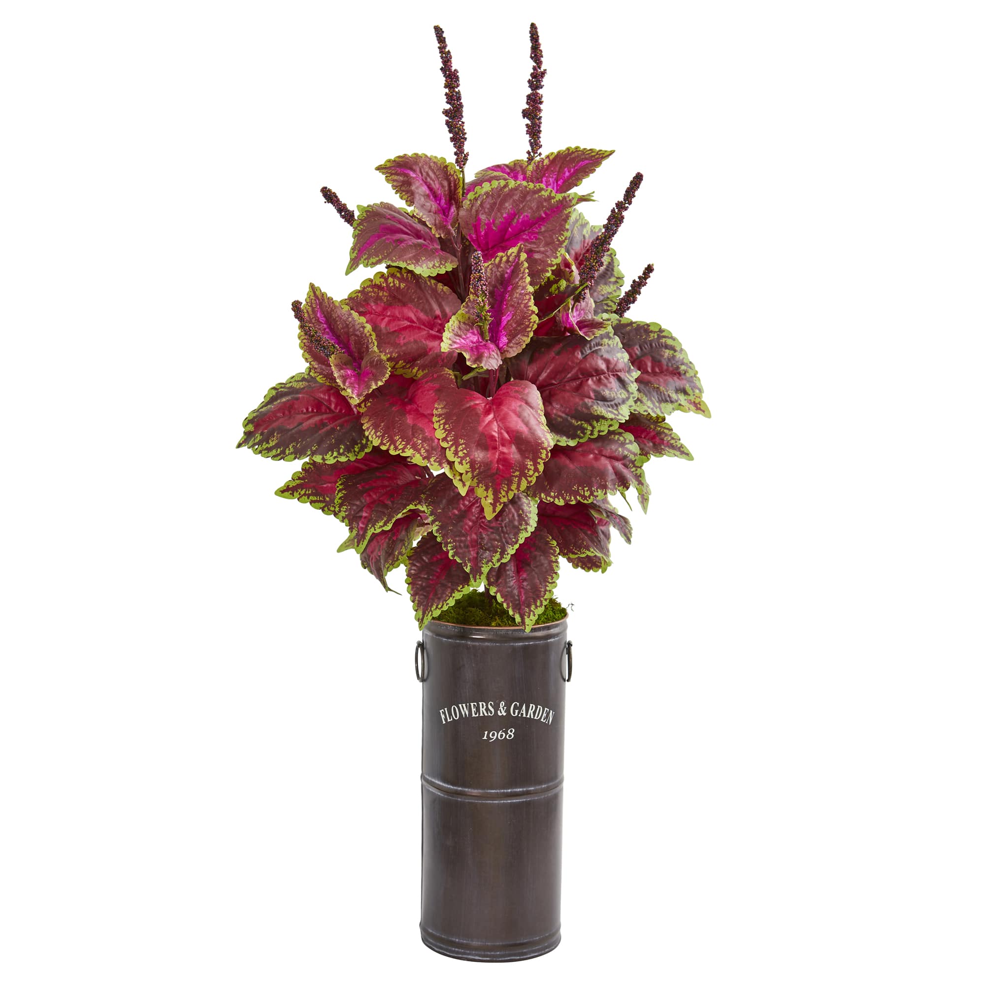 3ft. Coleus Plant in Decorative Planter