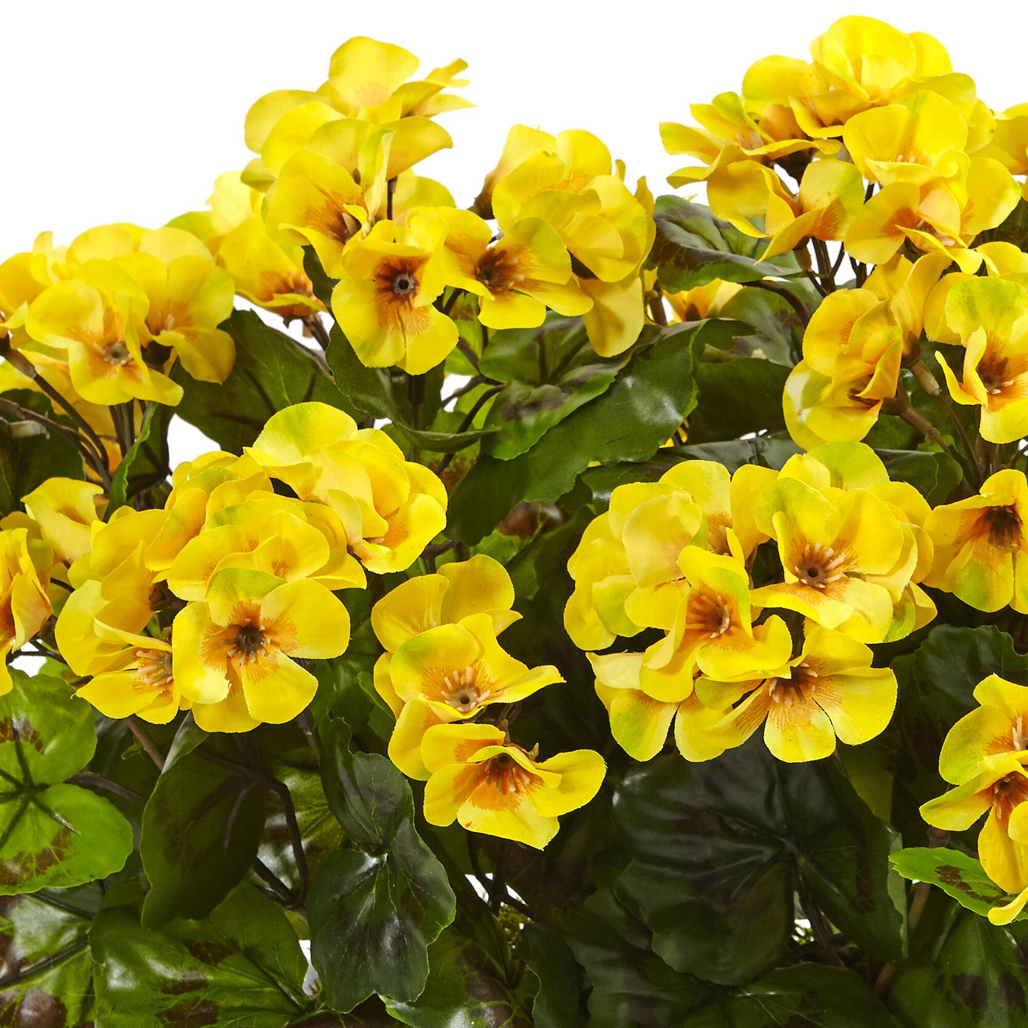 geranium flower yellow