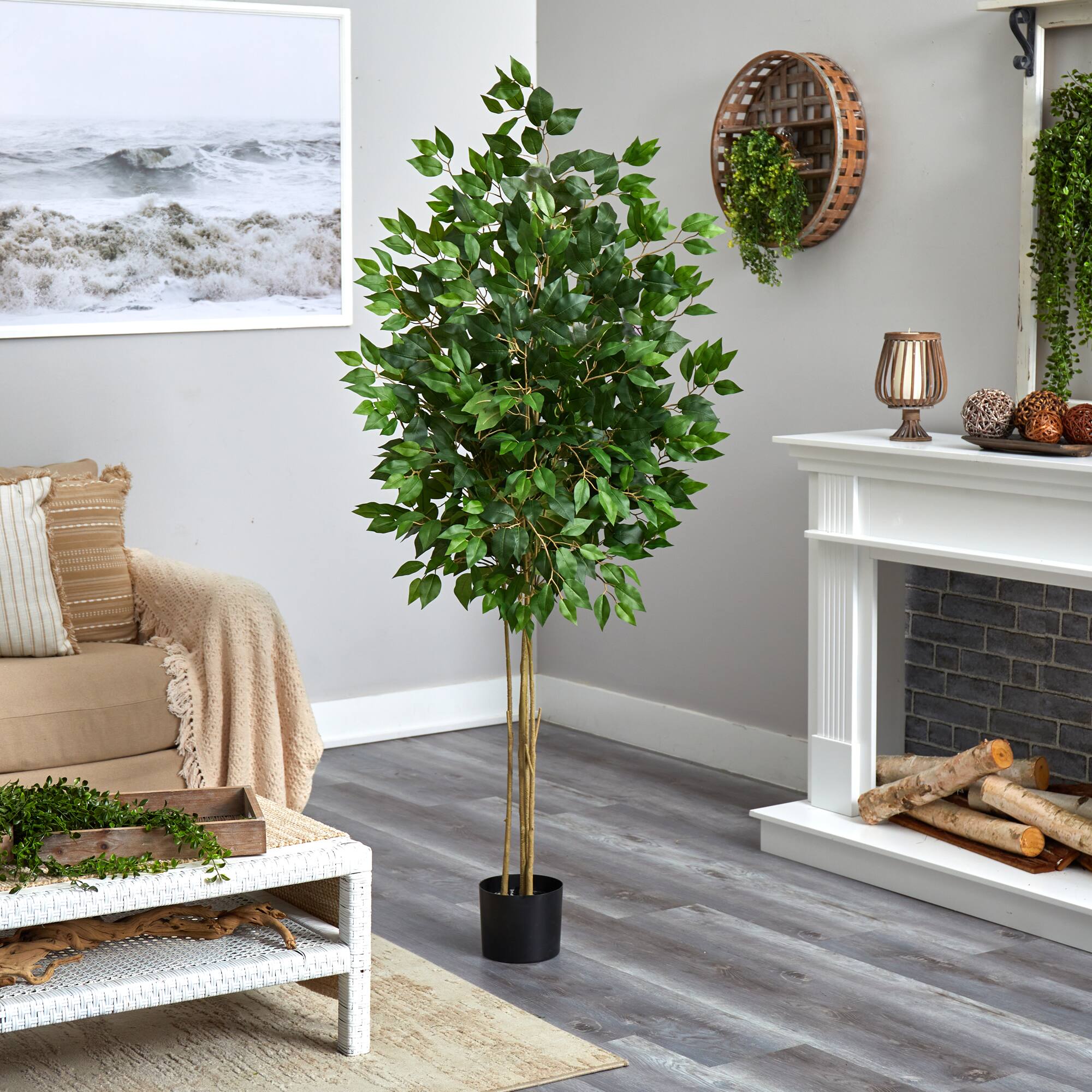 5.5ft. Potted UV Resistant Ficus Tree