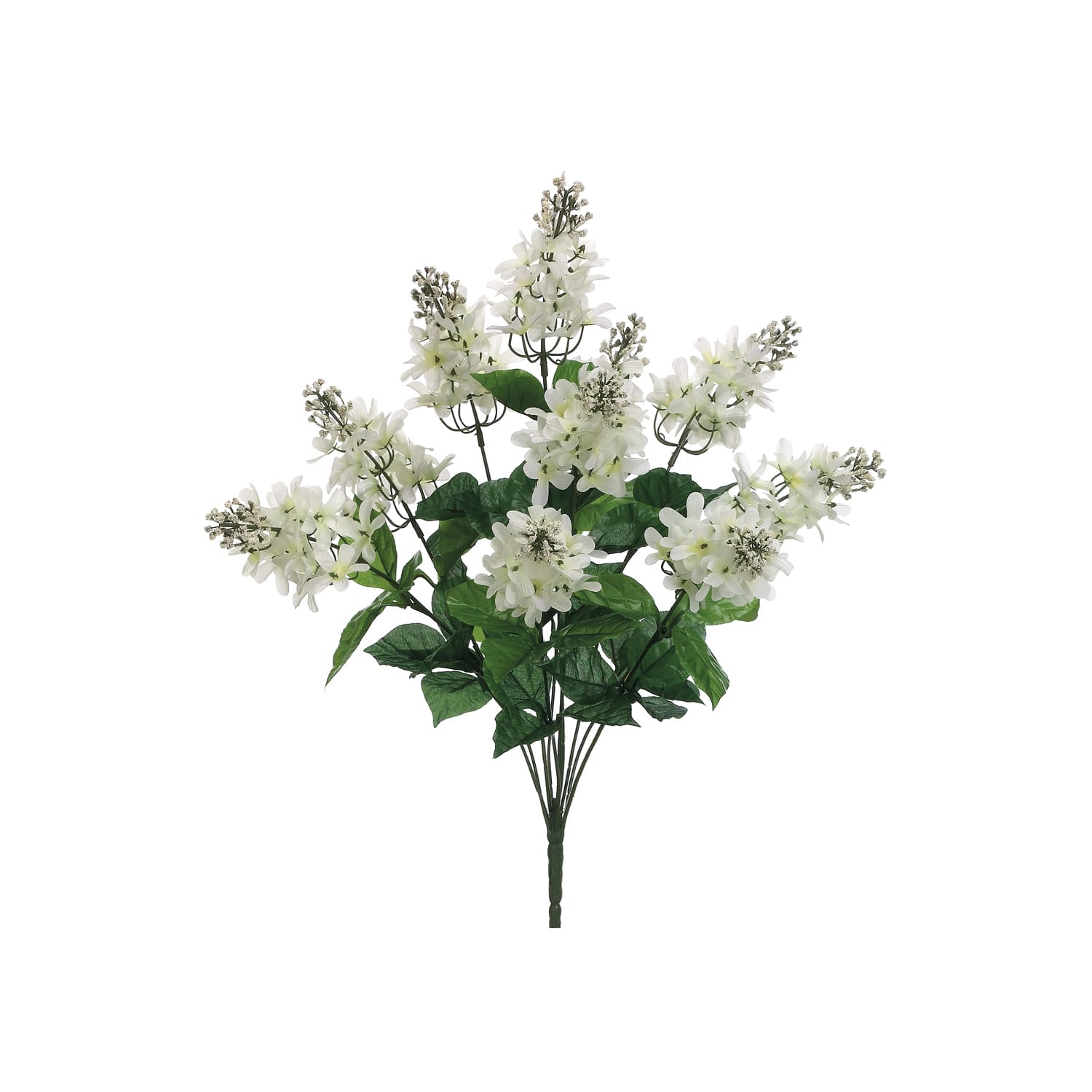 Cream &#x26; White Lilac Bush