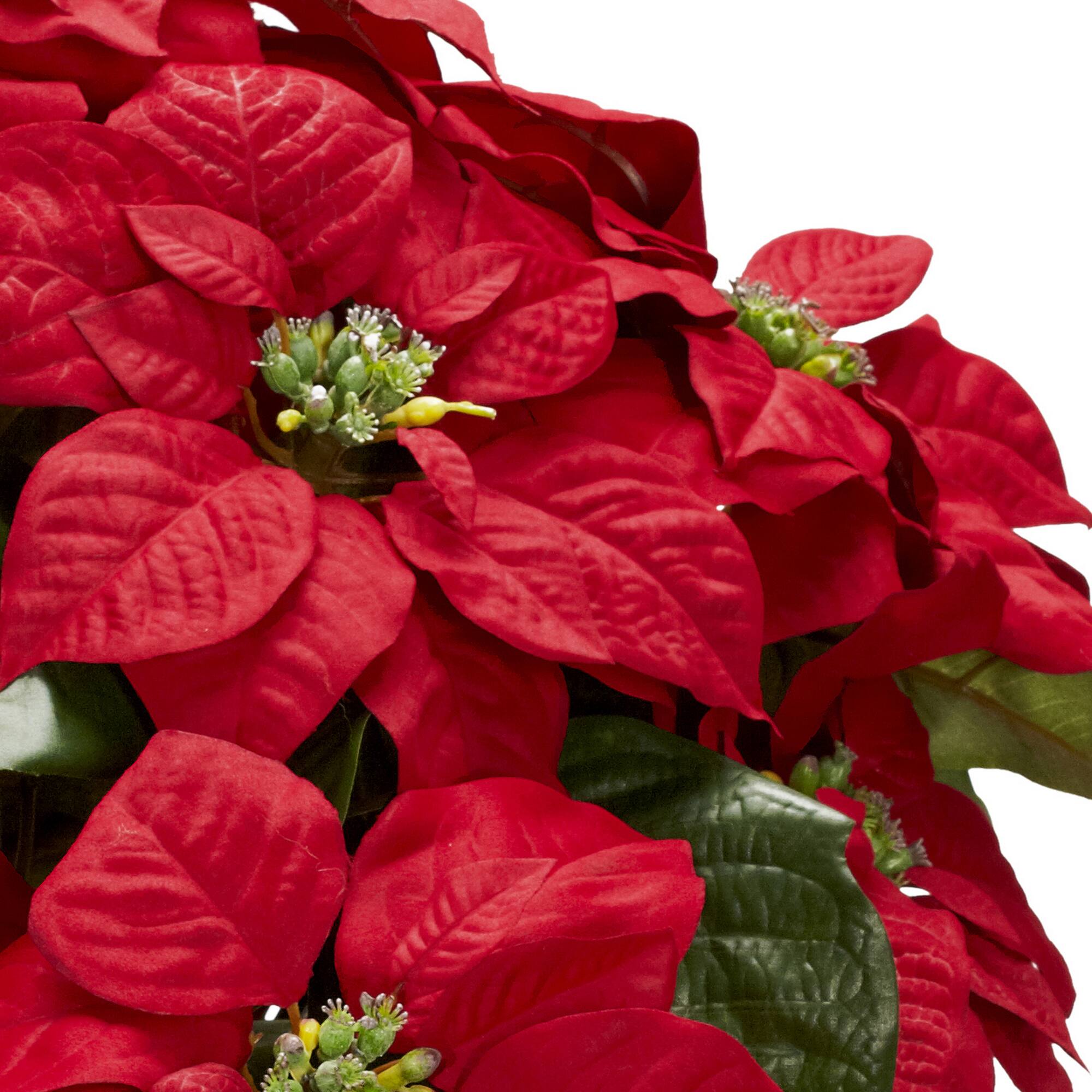 21" Potted Poinsettia with White Metal Planter