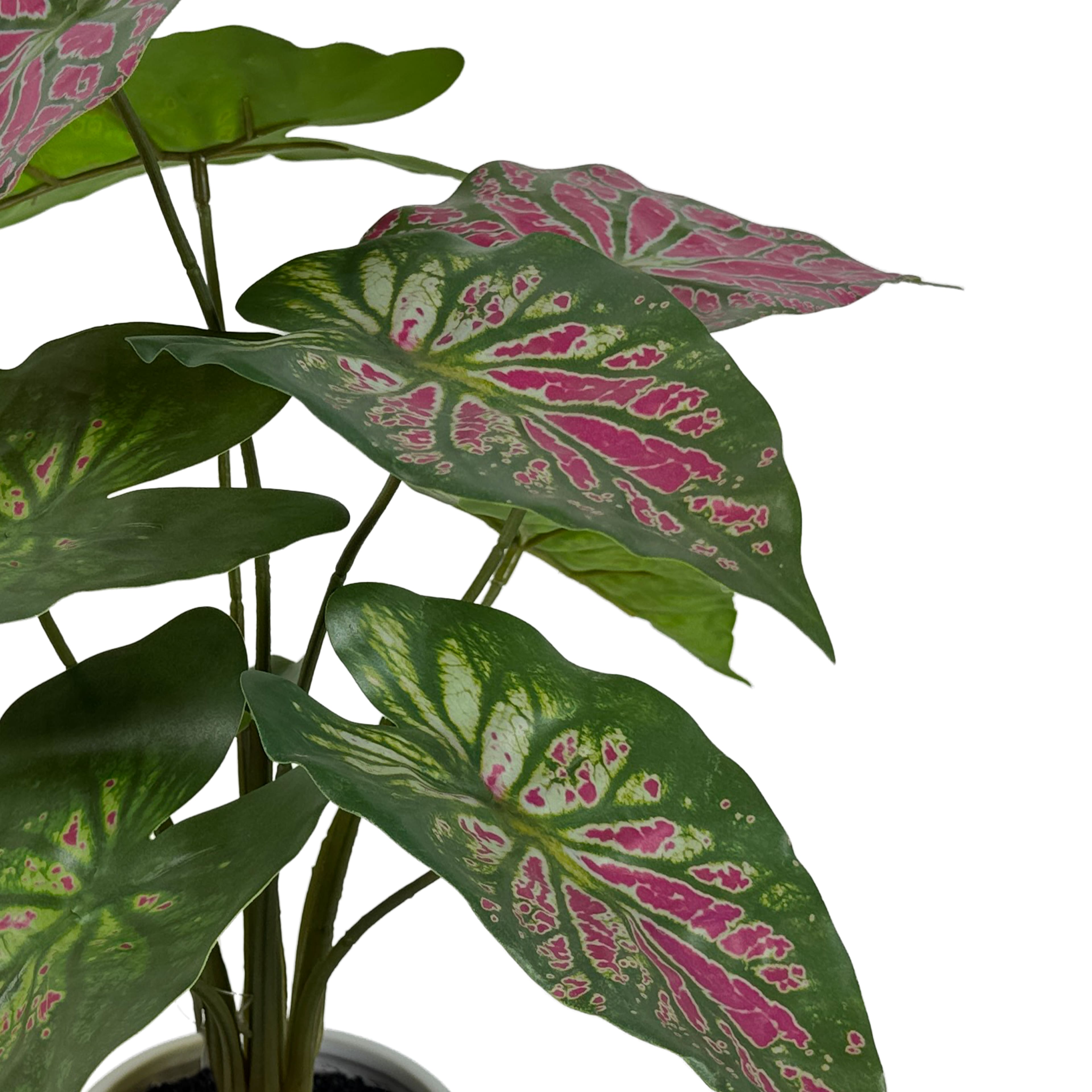 16&#x22; Caladium in White Ceramic Pot by Ashland&#xAE;