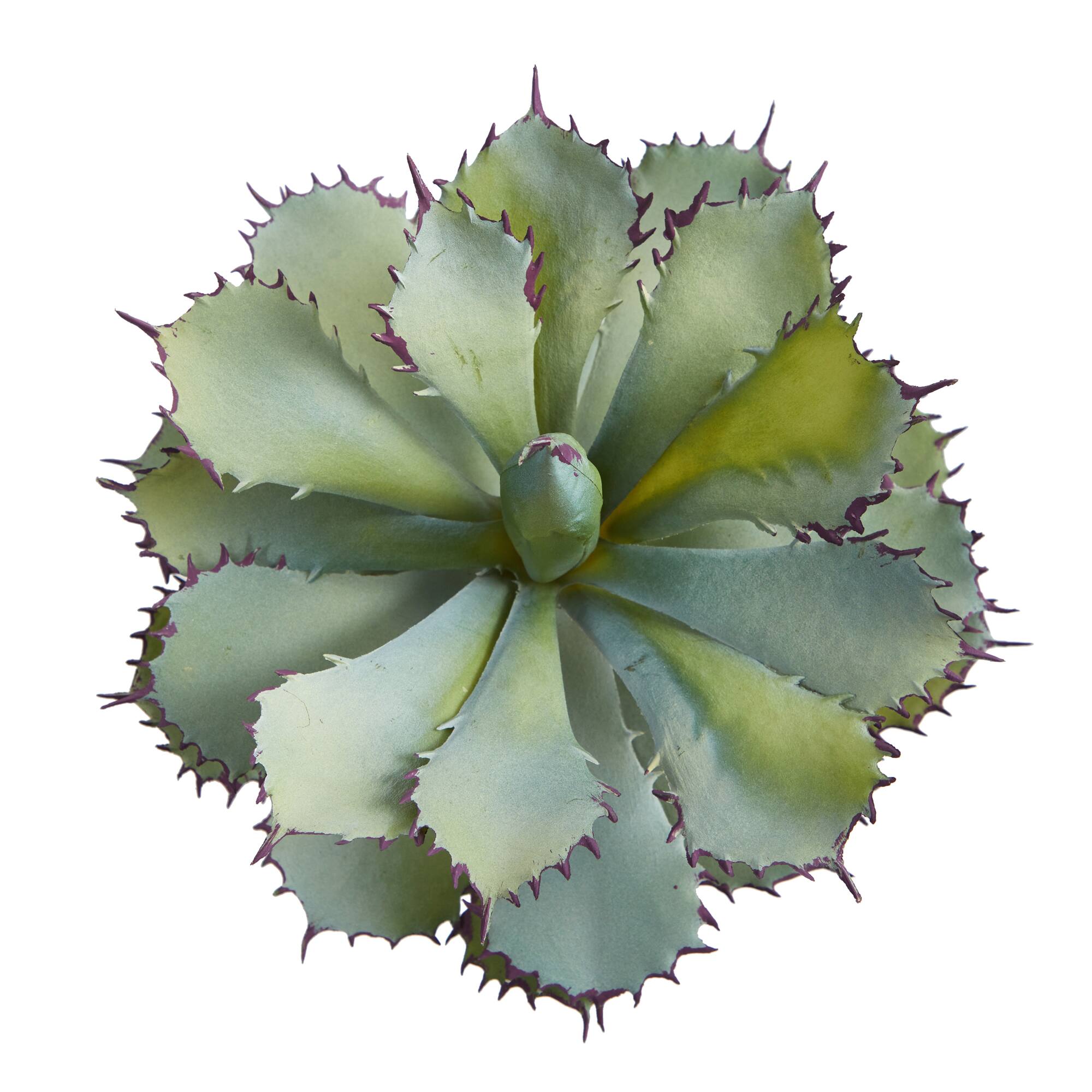 11&#x22; Potted Succulent Plant