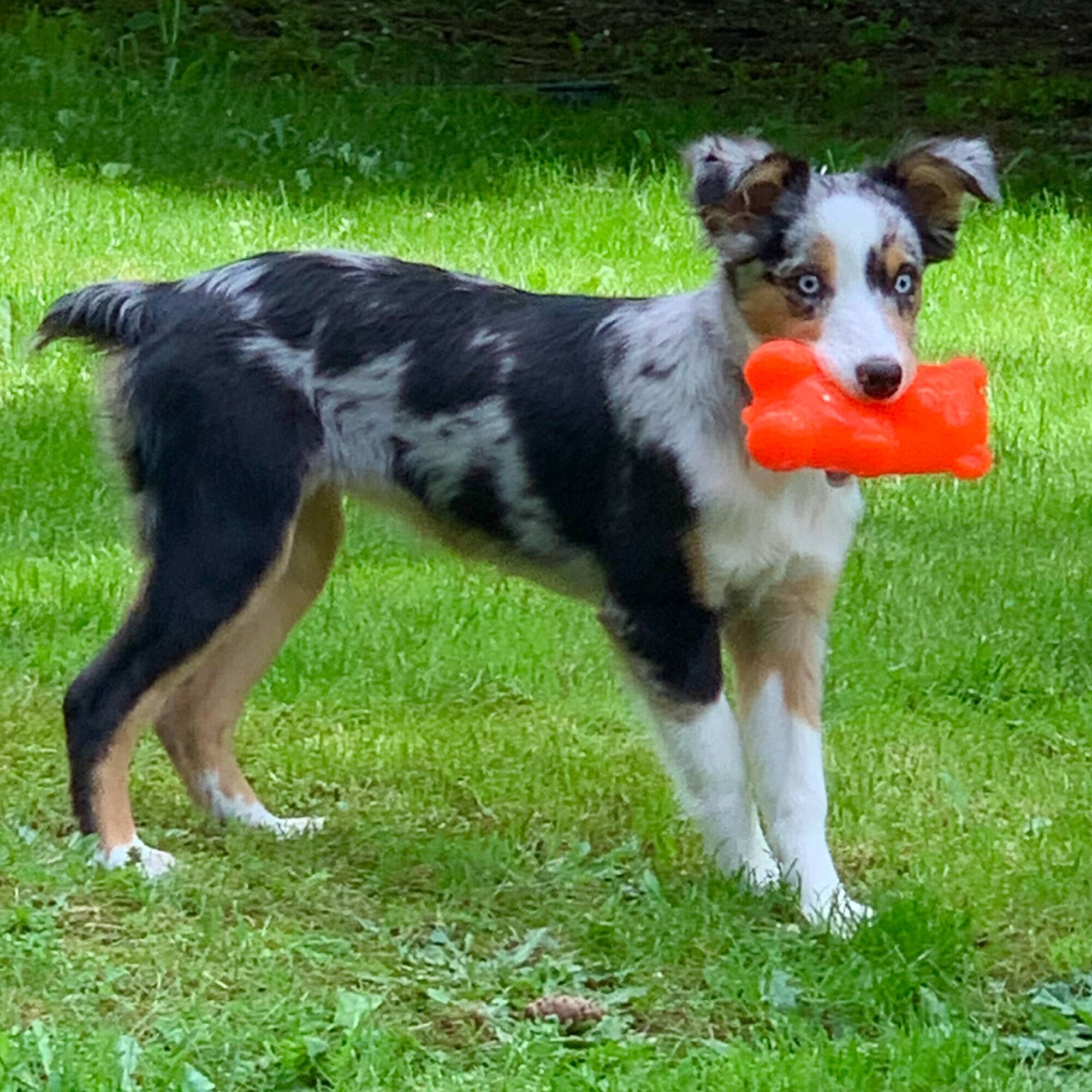 Ruff Dawg&#x2122; Gummy Bear Rubber Indestructible Retrieving Dog Toy