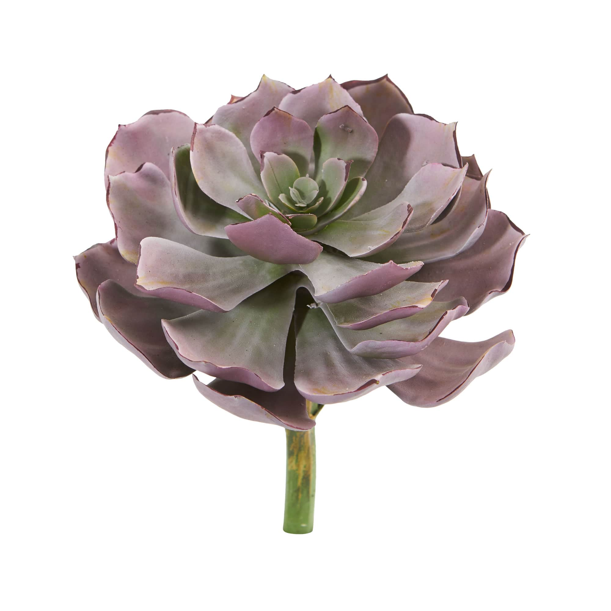 8&#x27;&#x27; Echeveria Succulent Pick, 6ct.