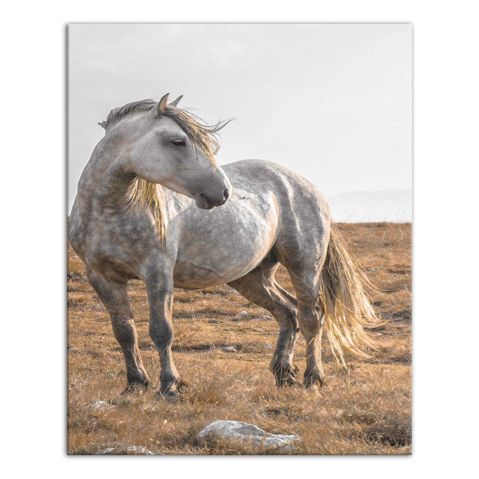Horse In The Pasture 16" x 20" Canvas Wall Art